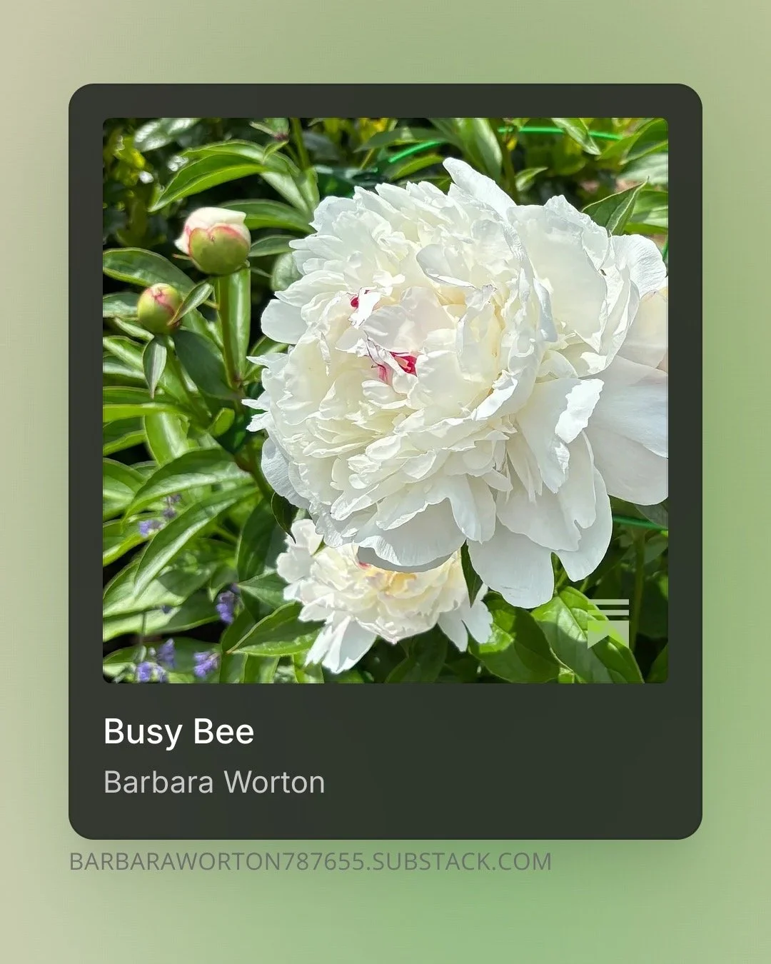 Have you seen my latest Substack" "Busy Bee: Spring Stories From A Noisy Life?" @substack @substackwriters @writersread @hudsonvalleybooksforhumanity @poetrymonth