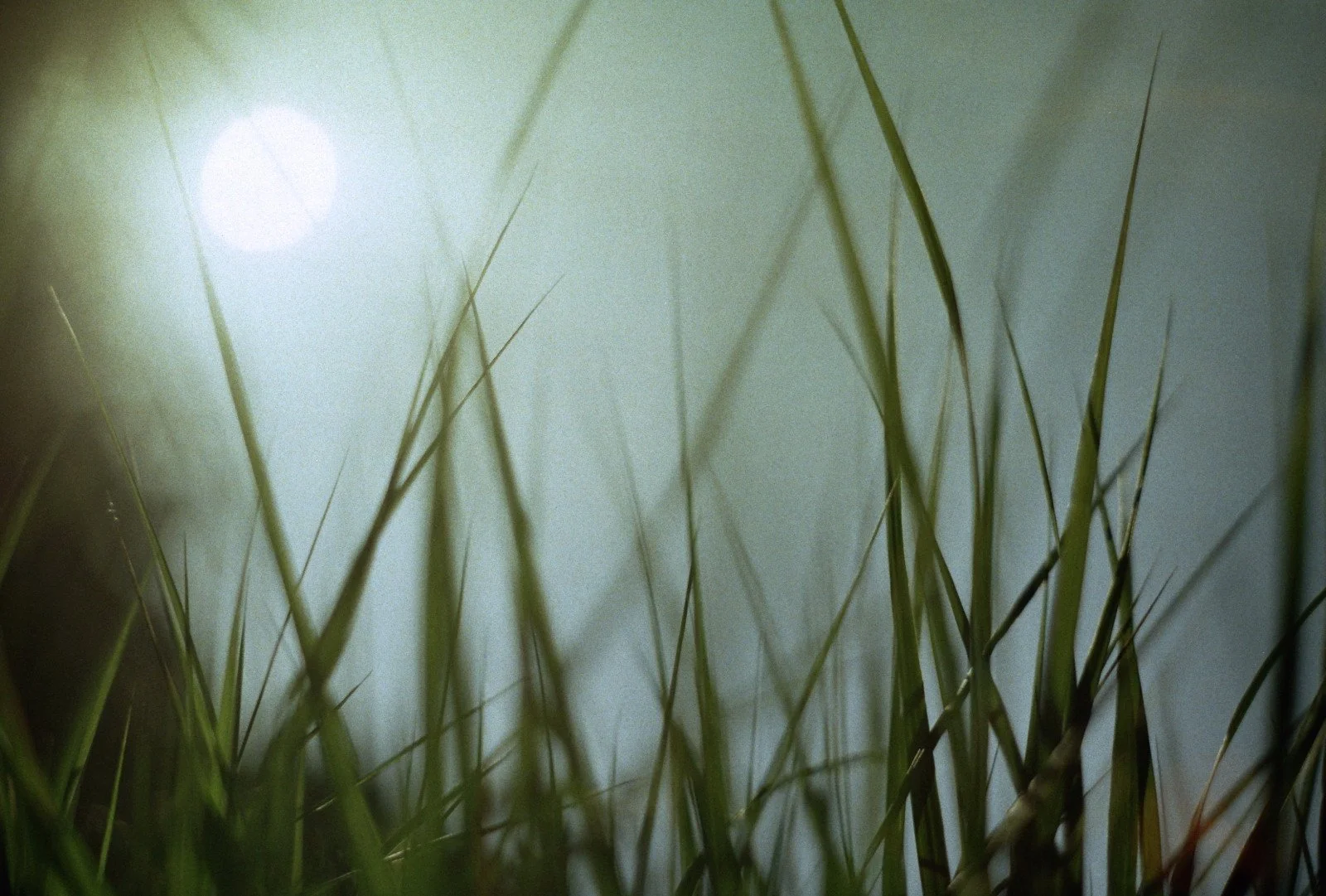 Close-up of tall grass blades with the sun in the background, creating a soft, natural scene.