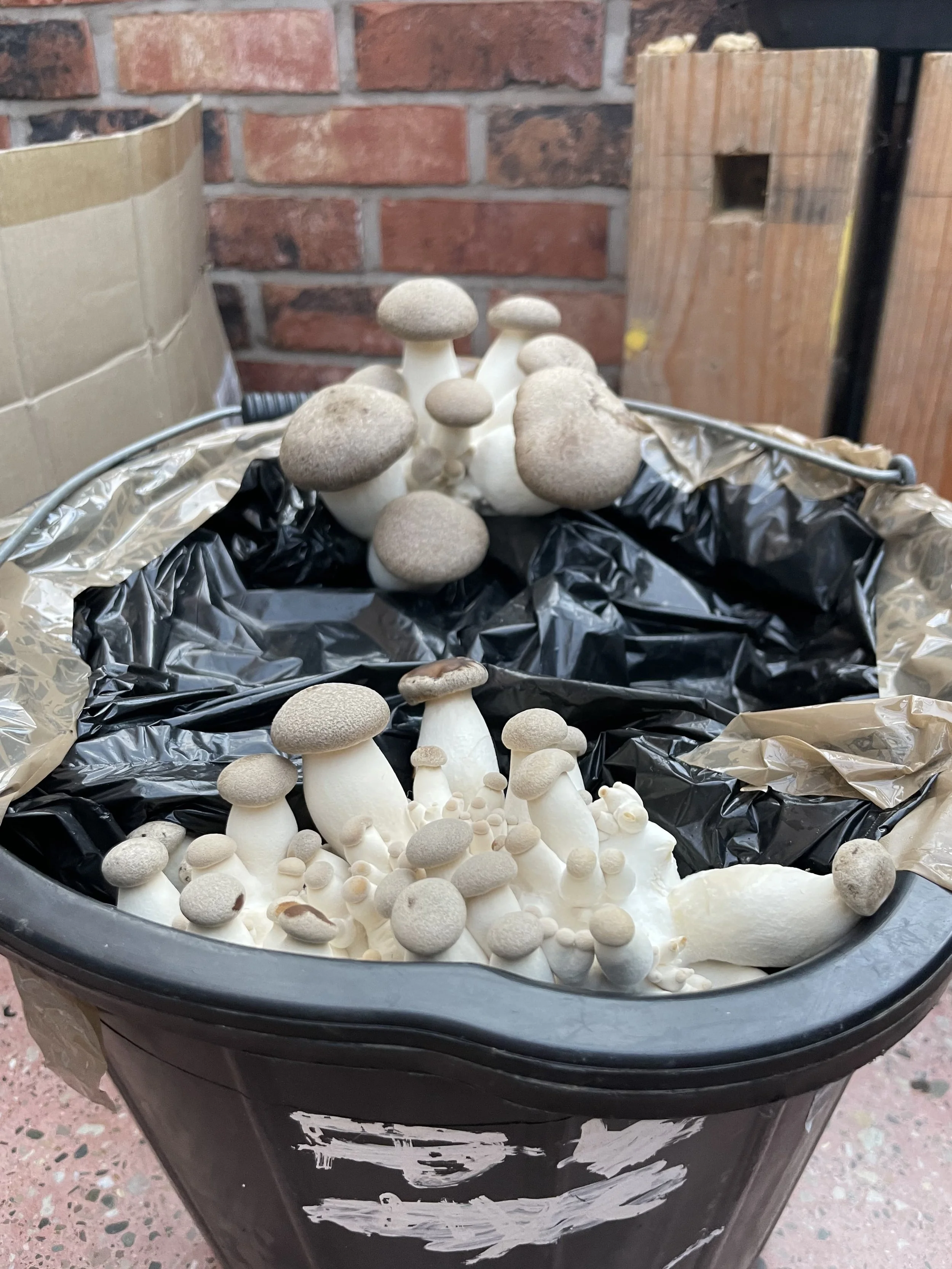 WhatsApp Image 2024-11-18 at 11.52.55.jpeg