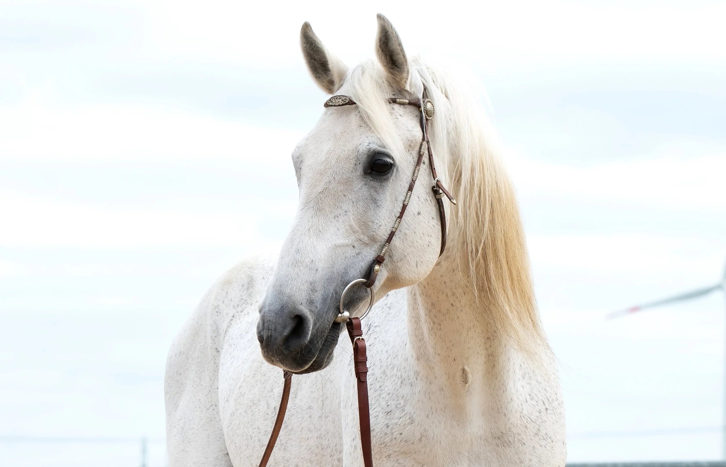 Balou, ein Shagya-Araber Hengst 