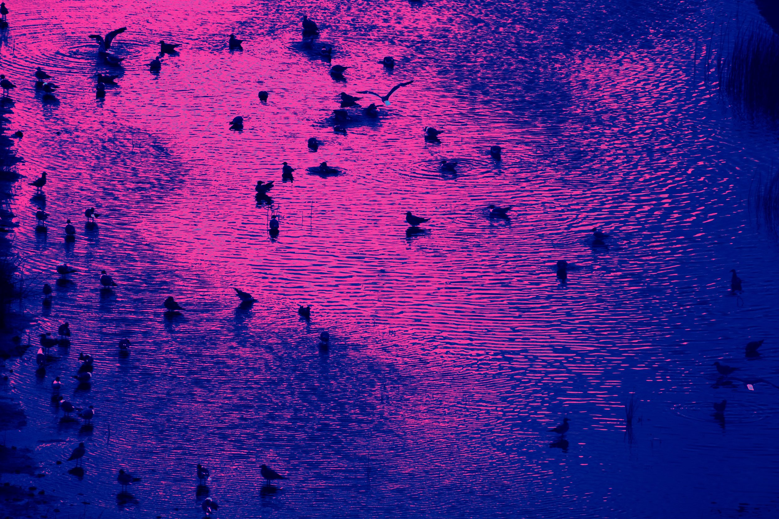 seagulls-Edit.jpg