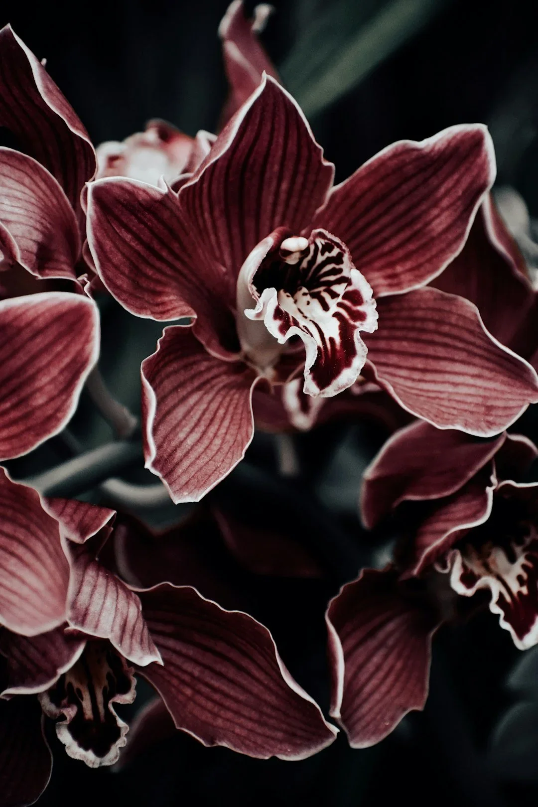 Close-up of a burgundy and white orchid flower with detailed petals and center.