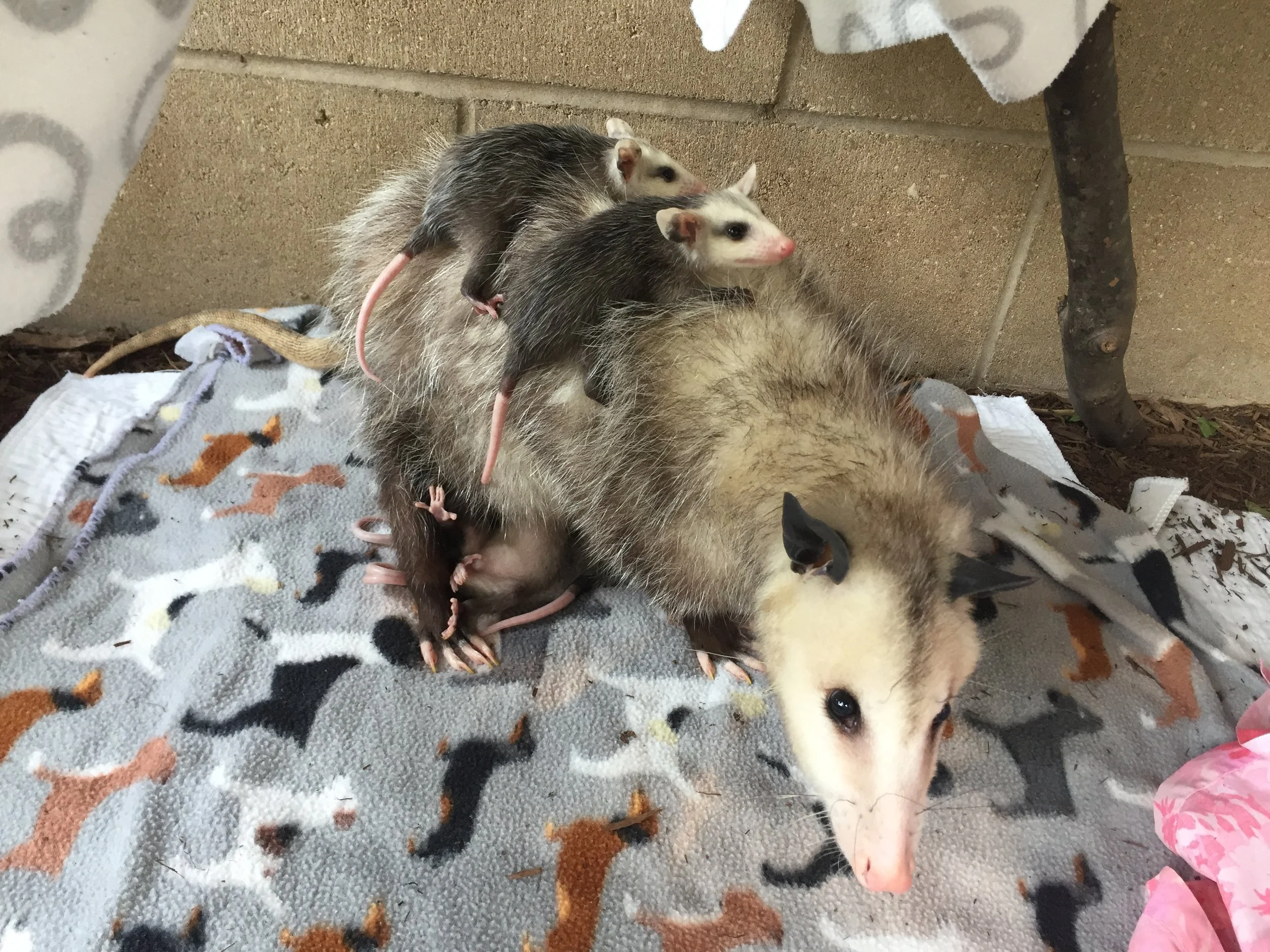 Team Staff — Wildlife Rescue Center