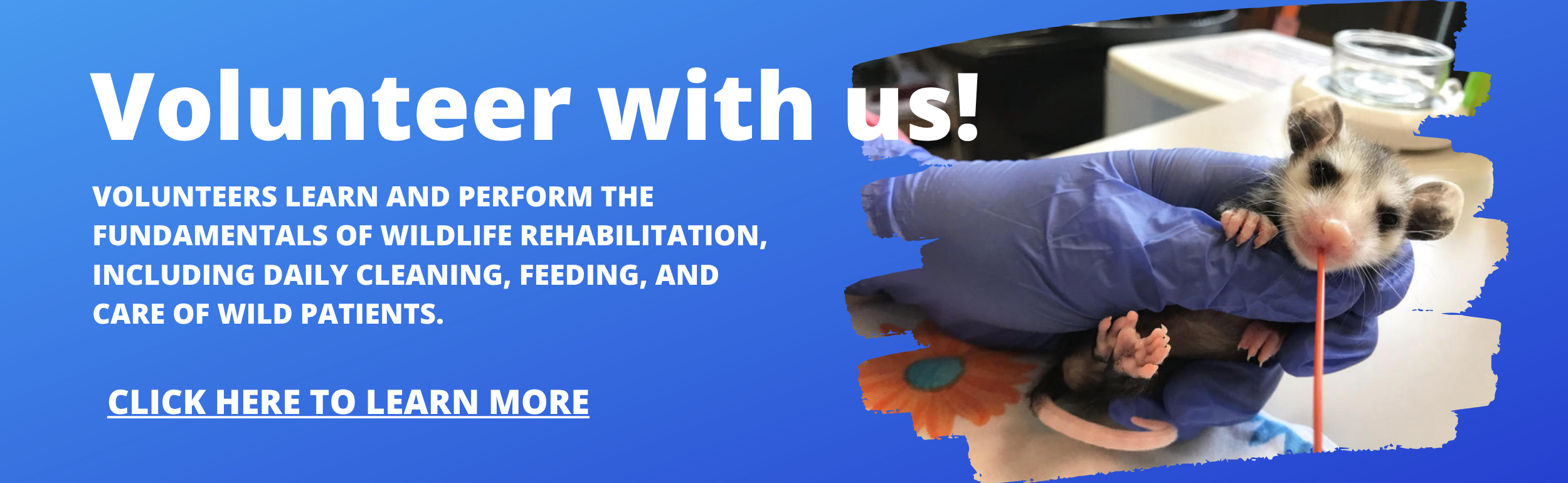 squarespace website banner2025 (5).png