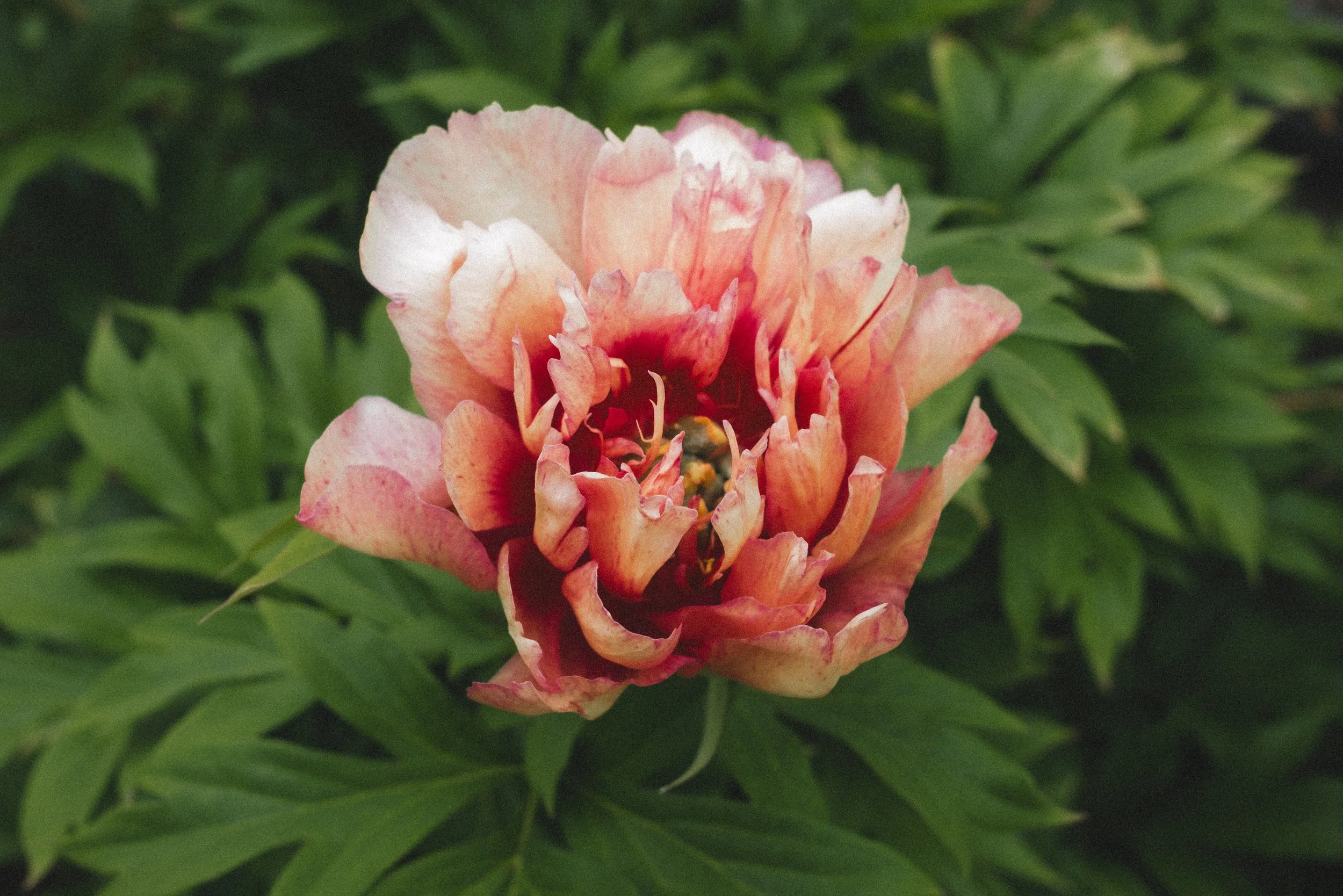 A pink and peach peony flower in full bloom with lush green foliage in the background.