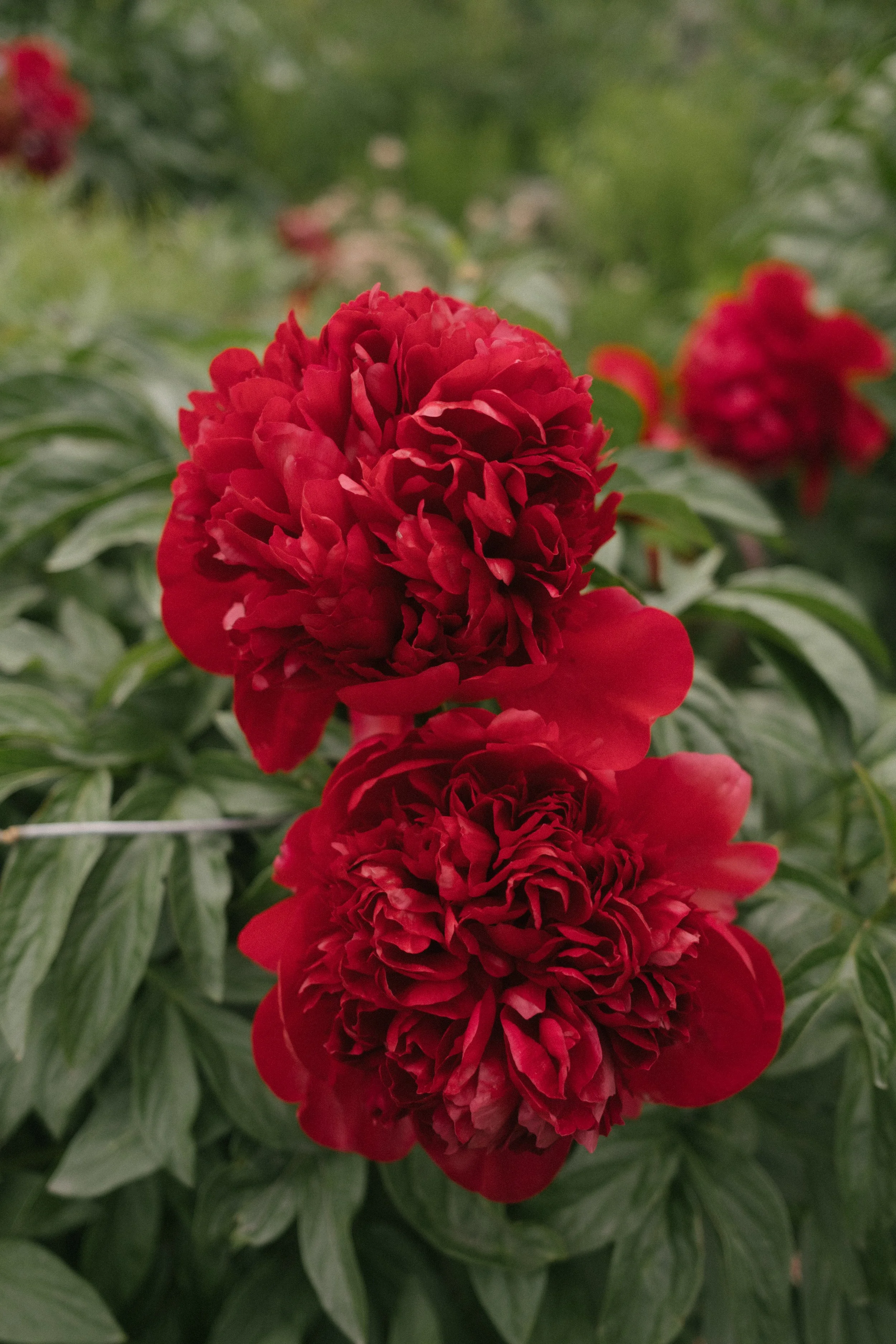 Close-up of two red peony flowers blooming on green leafy plant.