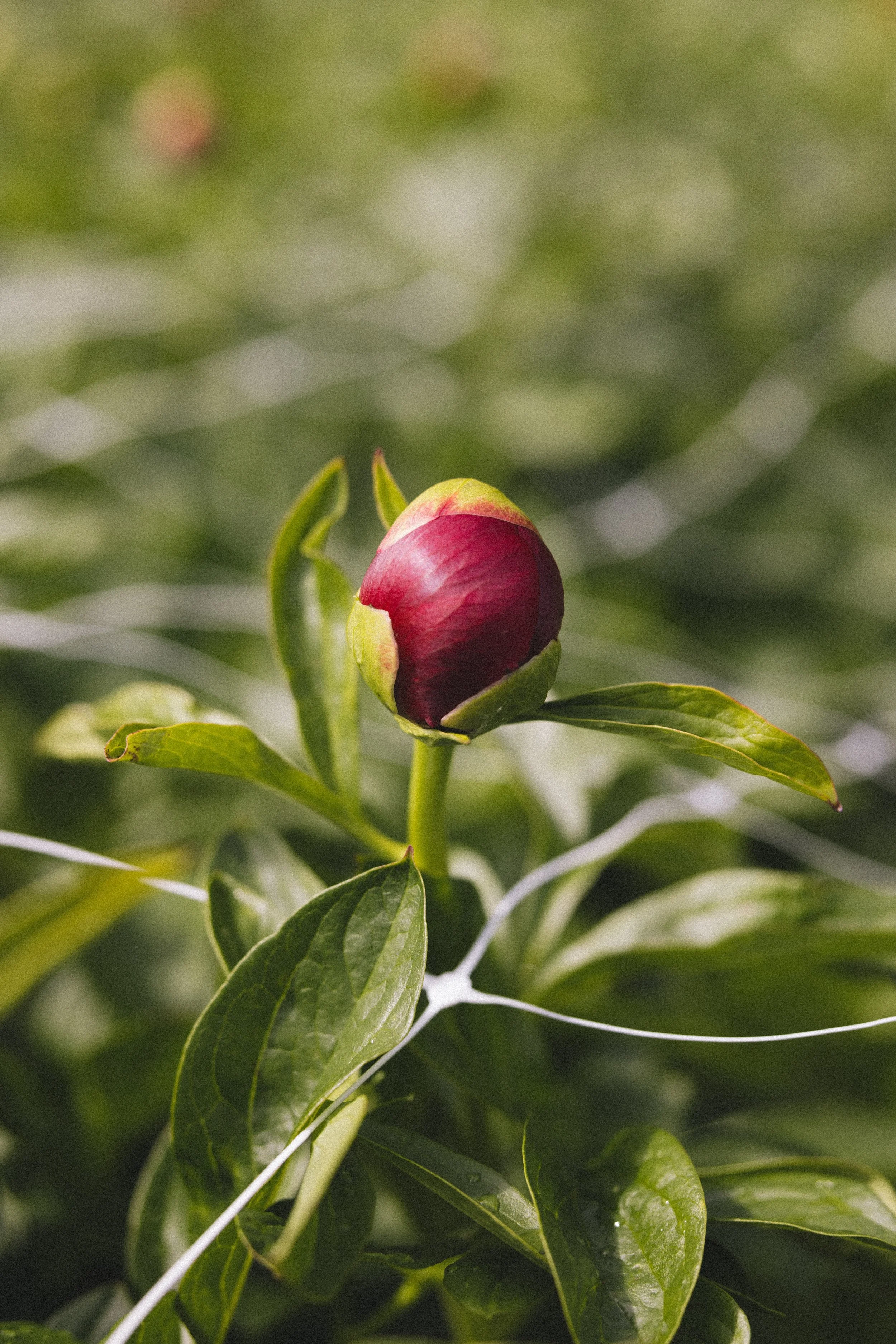 A close-up of a pink peony bud surrounded by green leaves.