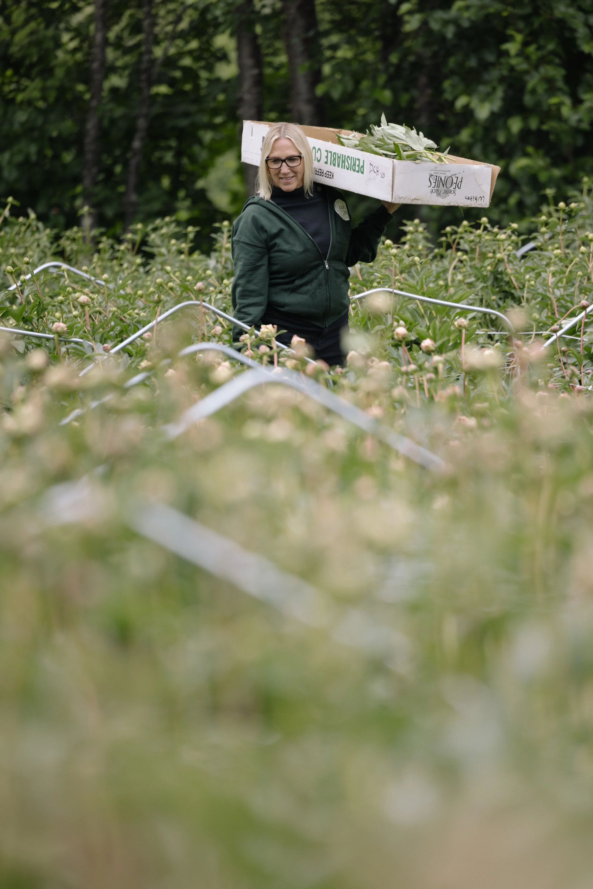 A woman with blonde hair and glasses carrying a box of fresh flowers in a farm field of blooming peonies, with green trees in the background.