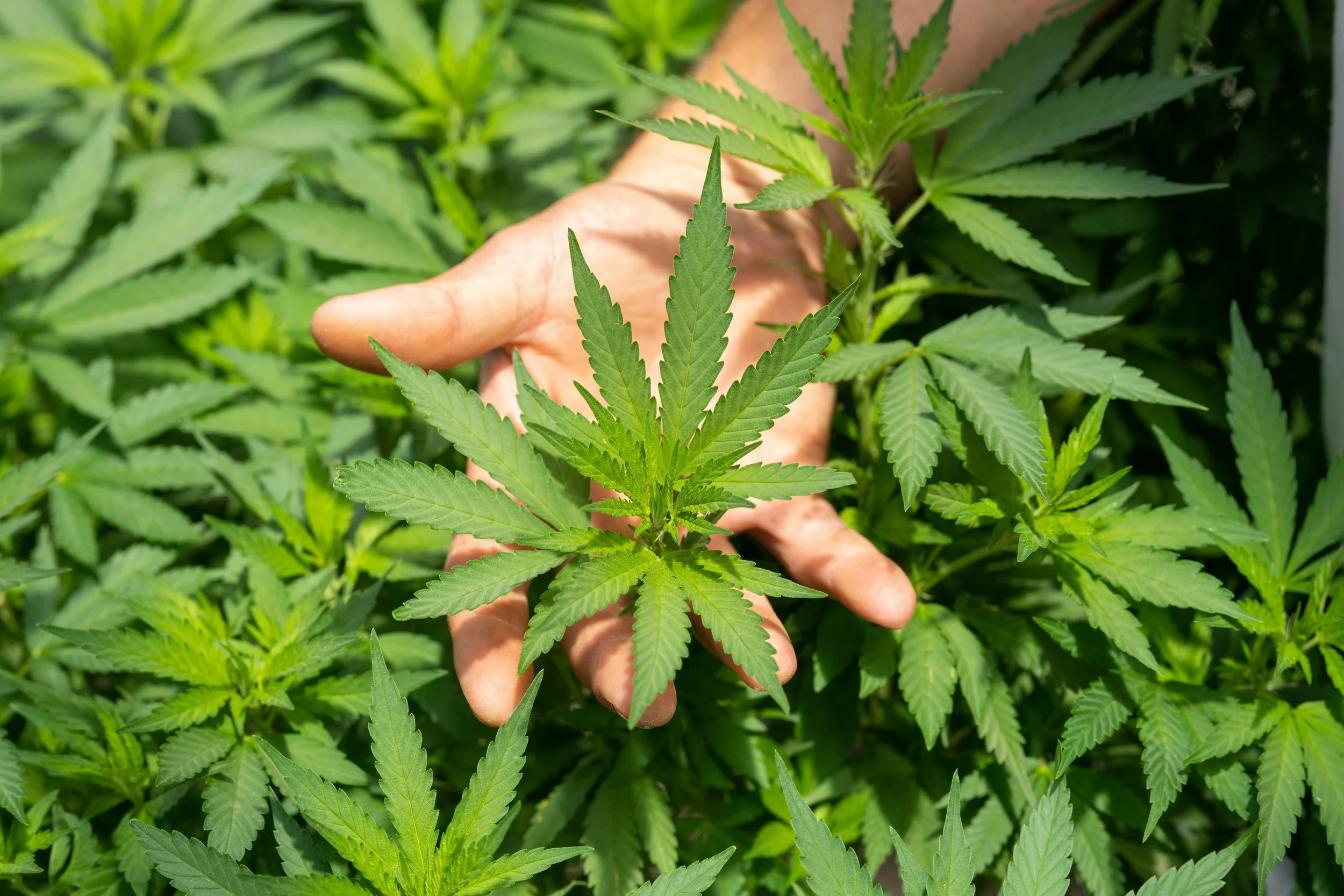 Understanding Cannabis, THC, CBD, and Delta-8/9: What Patients Should Know
