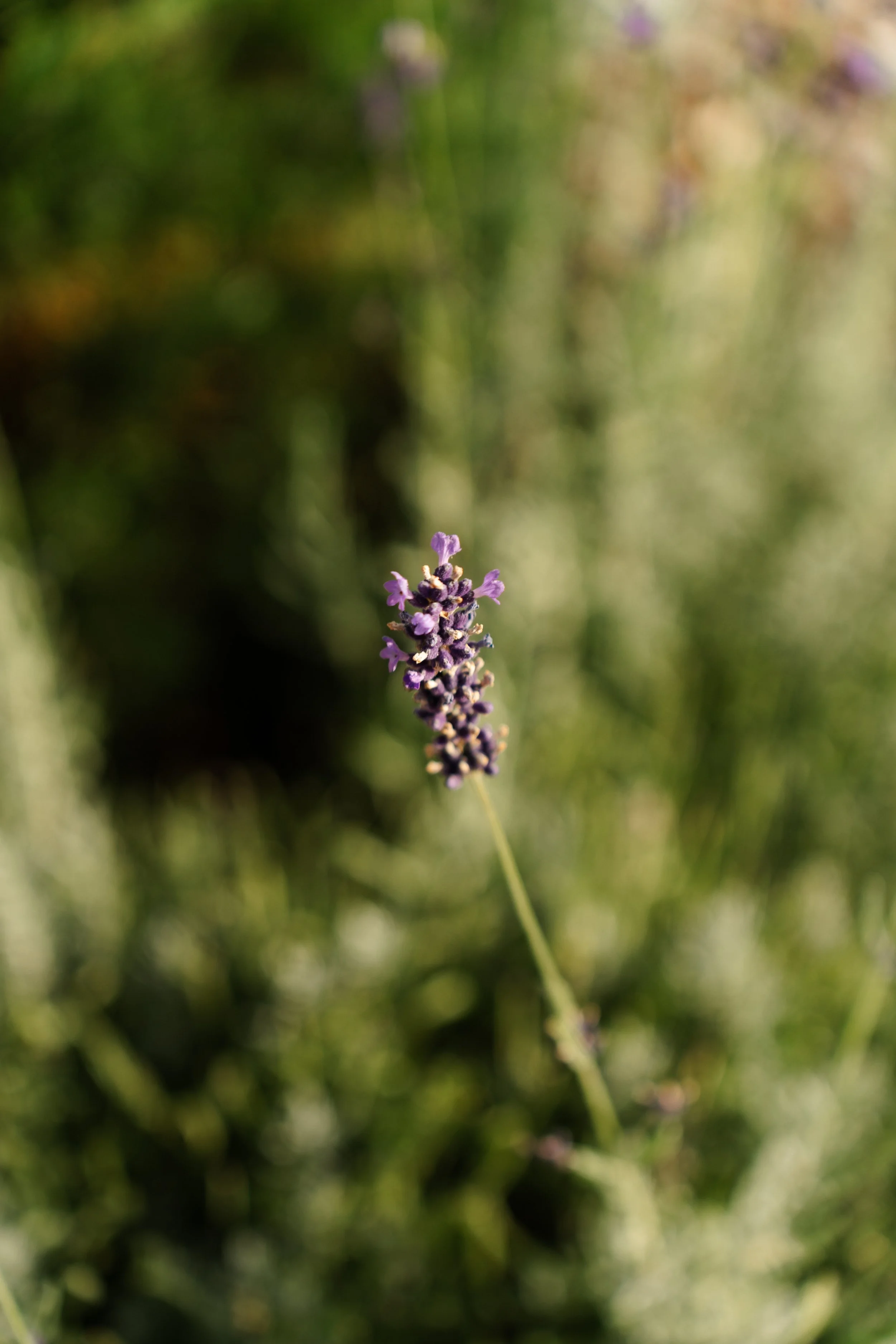 _DSC0503.jpg