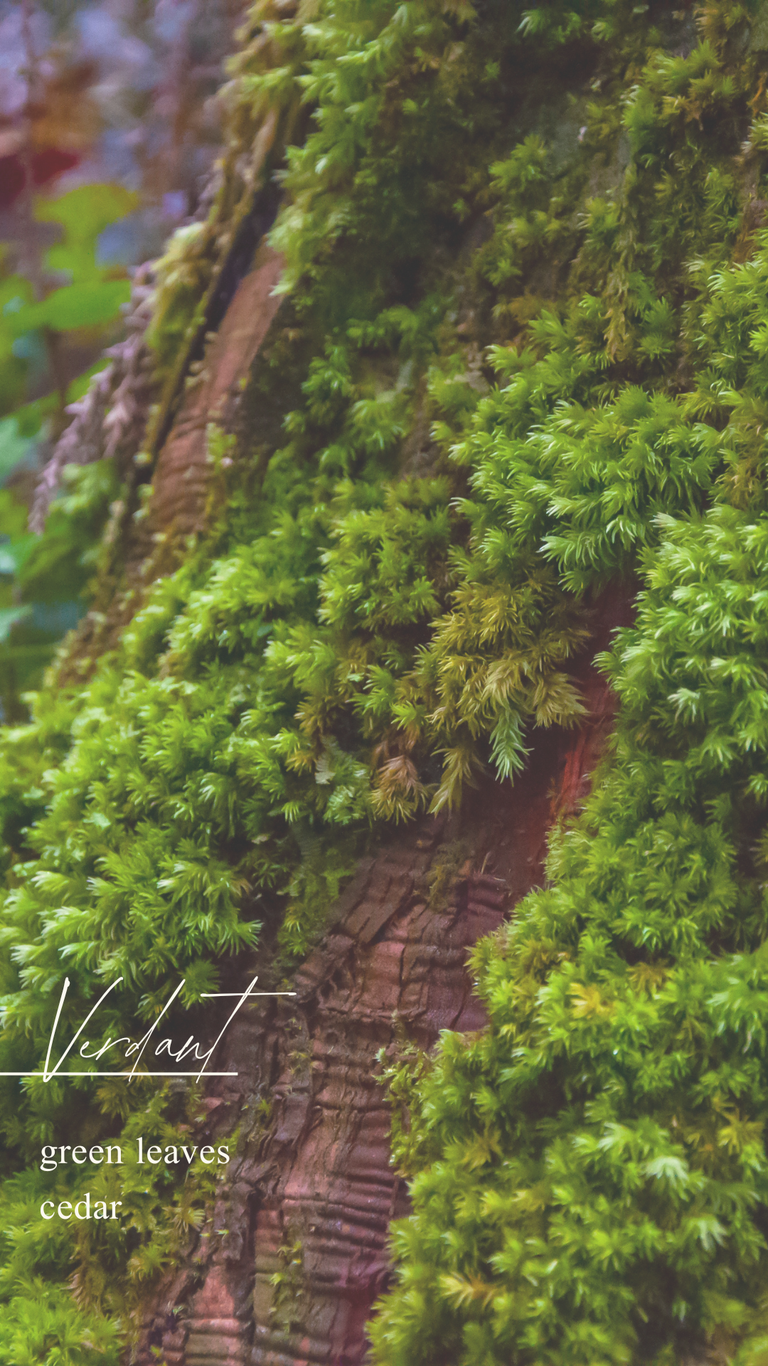 verdant.png