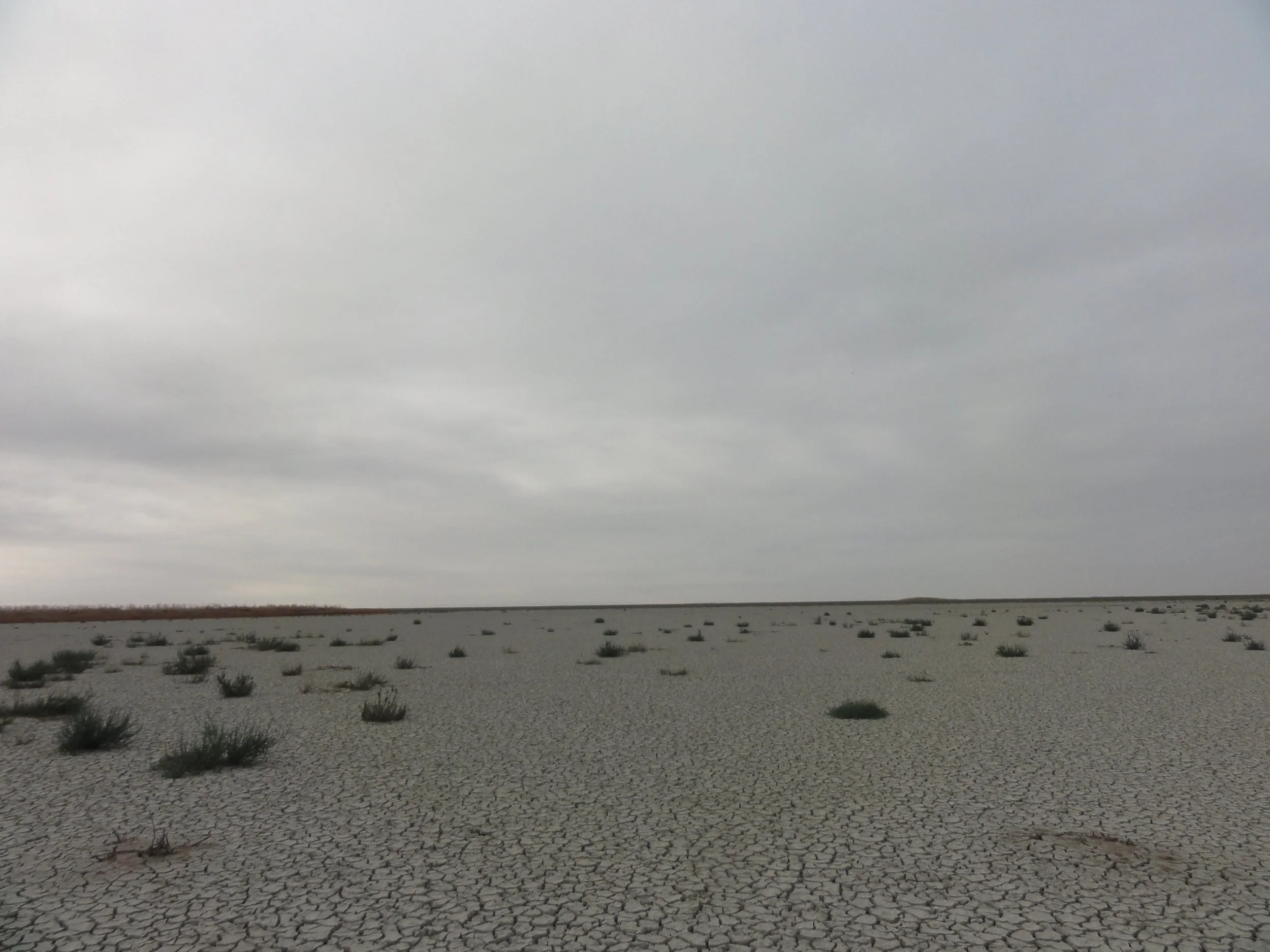 Paisaje de tierra árida y seca con pequeñas plantas dispersas y cielo nublado con nubes grises.