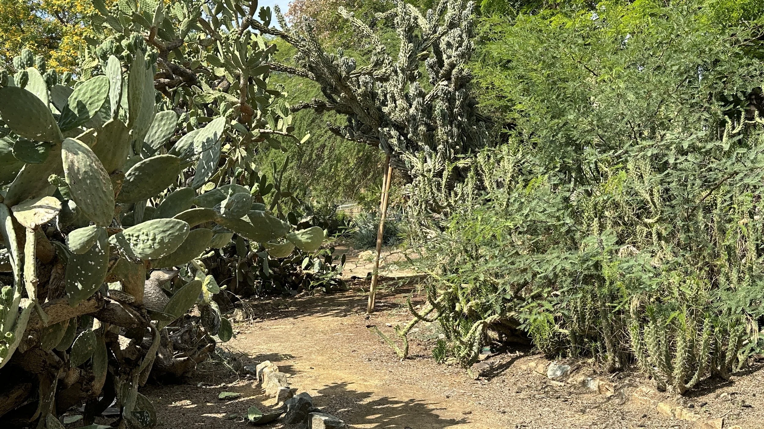 Sendero en un jardín desértico con cactus y vegetación seca.