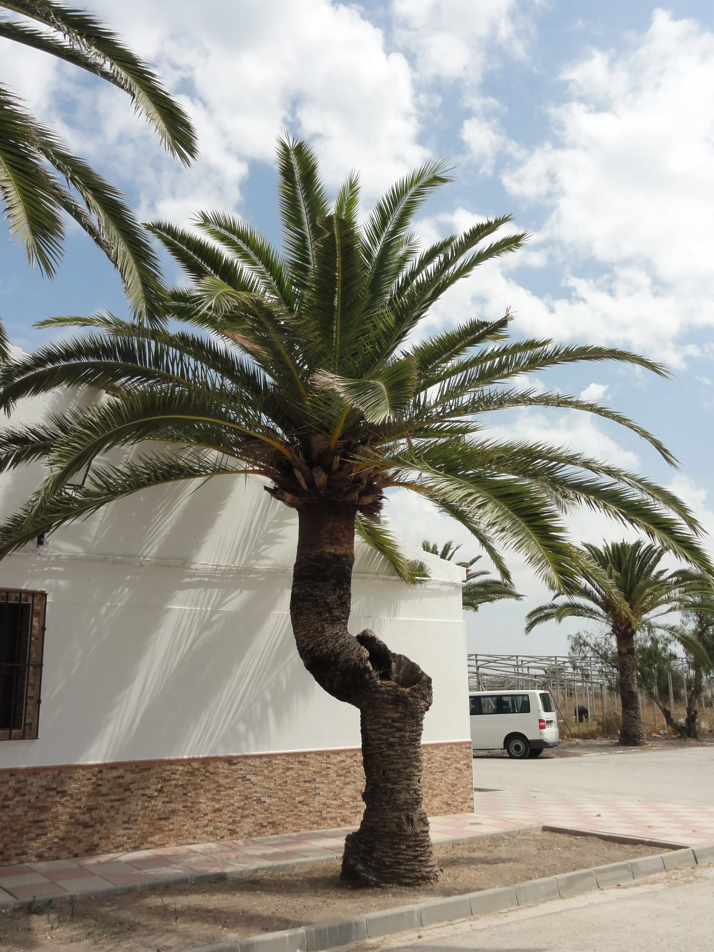 Palmera frente a un muro blanco con base de ladrillo y aceras de baldosas, con un vehículo blanco estacionado y un fondo de cielo parcialmente nublado.