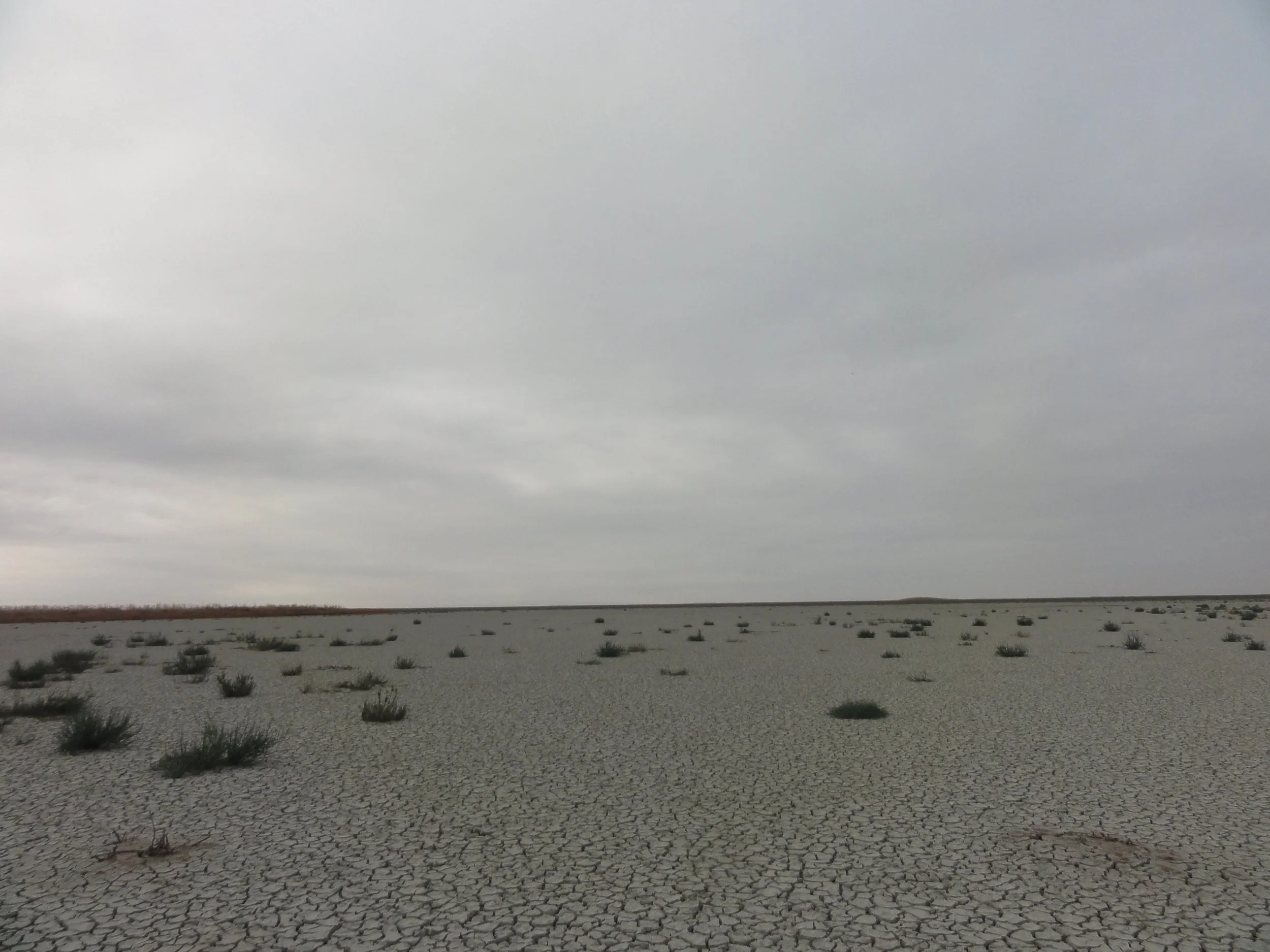 Paisaje árido con suelo agrietado y escasa vegetación, bajo un cielo nublado gris.