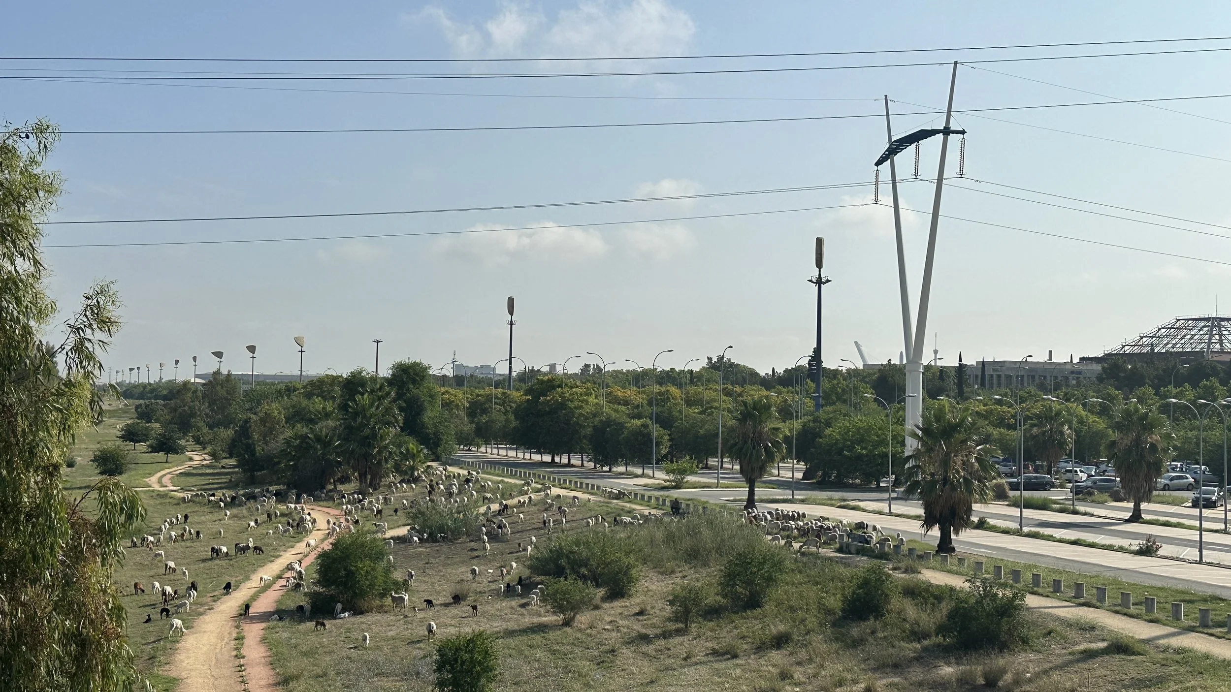 Un parque con ovejas pastando, árboles, caminos y lámparas en primer plano. En el fondo, hay árboles, un edificio y torre de energía eléctrica.