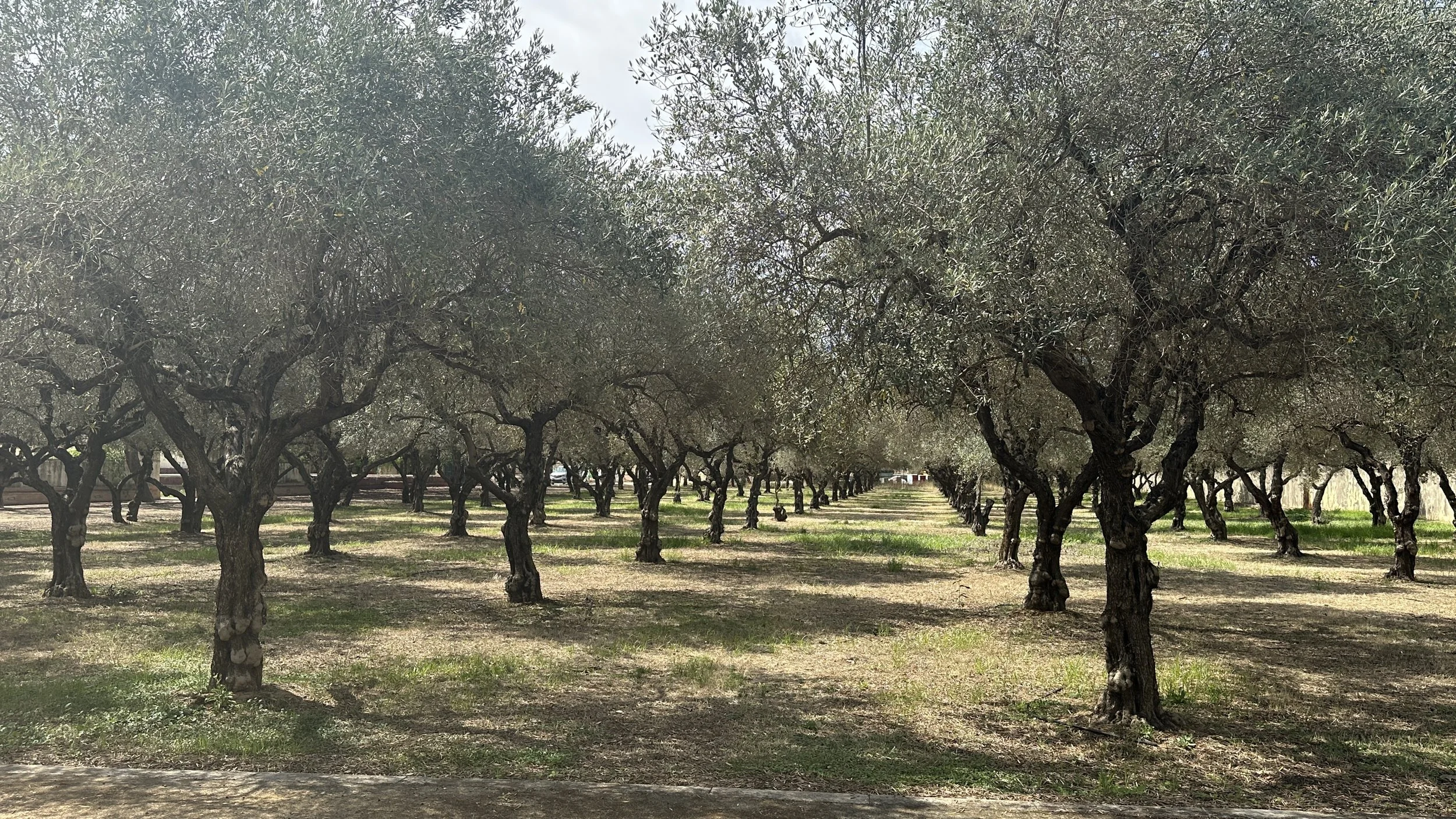 Filas de árboles de olivo en un campo con hojas verdes y troncos oscuros, bajo un cielo nublado.
