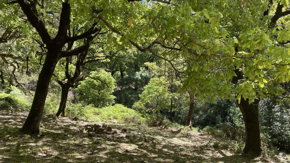 Bosque con árboles verdes y suelo cubierto de hojas y piedras.