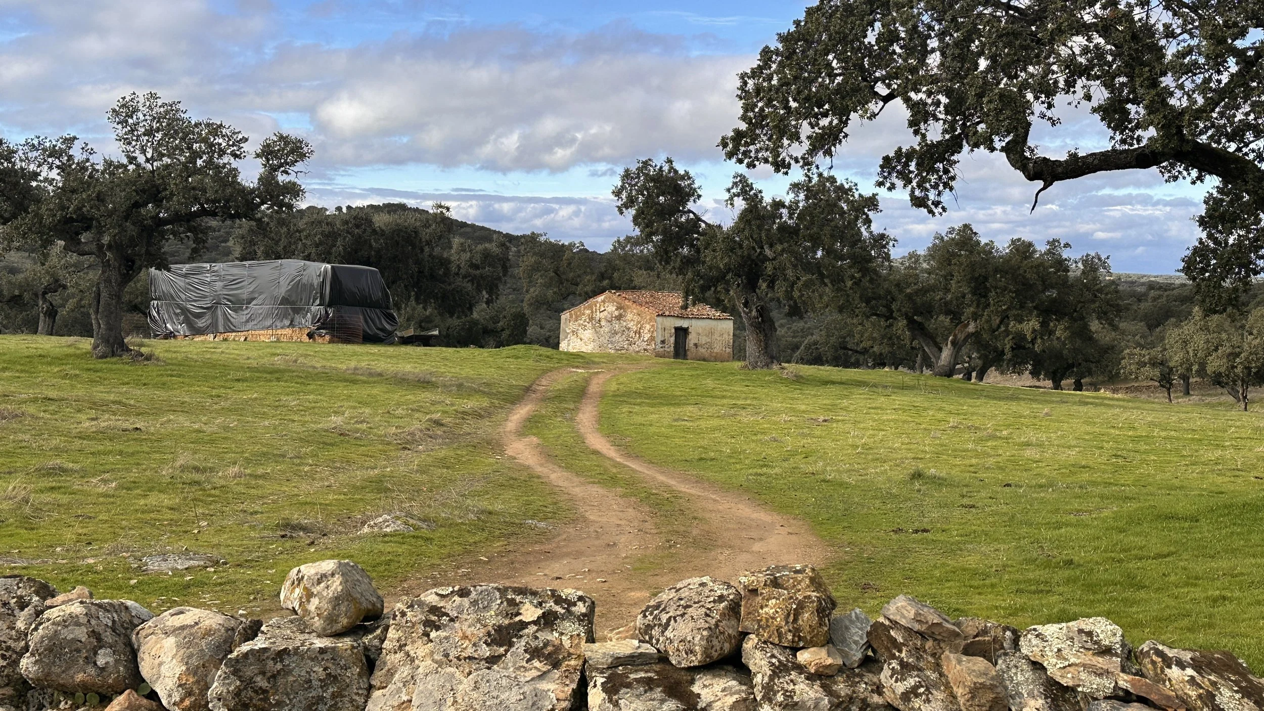 Camino de tierra en un campo verde con árboles dispersos, una estructura cubierta y una pequeña casa en el fondo, con cielo nublado.