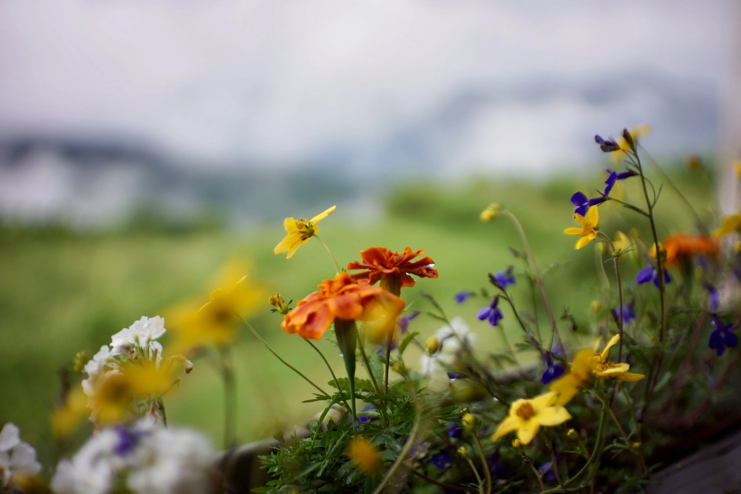 Close-up of various colorful garden flowers, including yellow, orange, purple, and white blooms against a blurred background of greenery and sky.