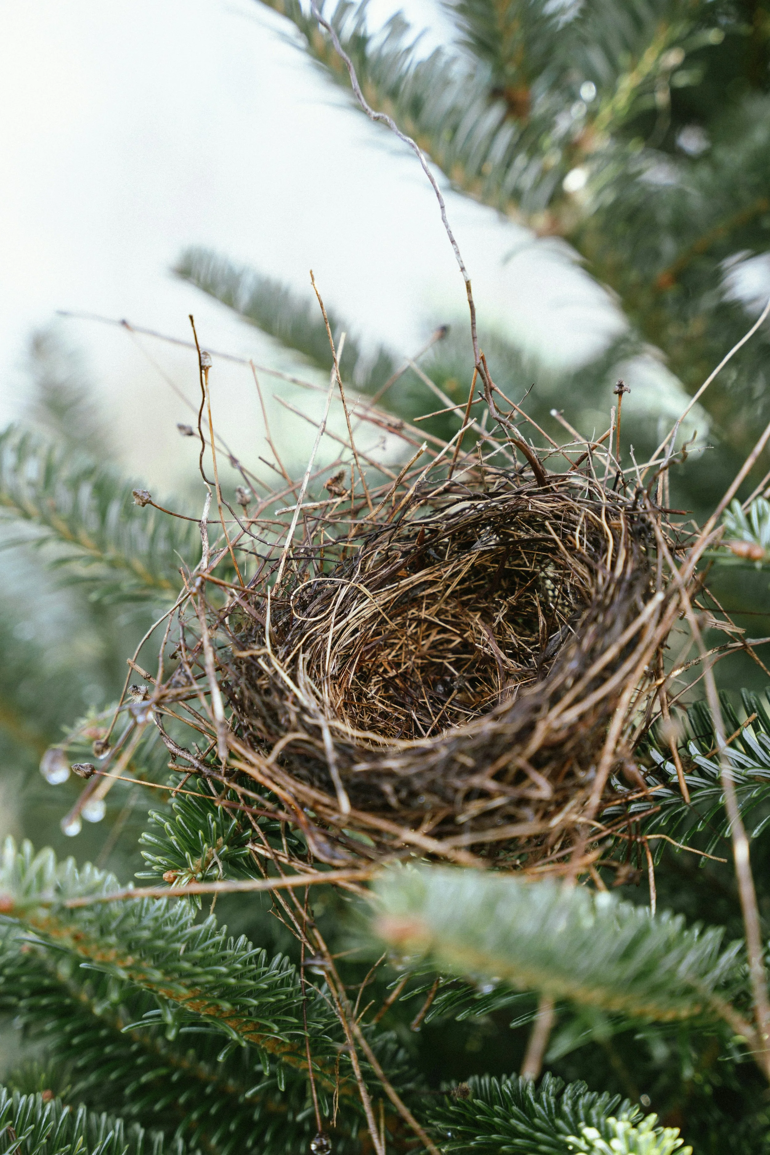 Birds nest made of twigs and dried grass, situated among green pine branches.