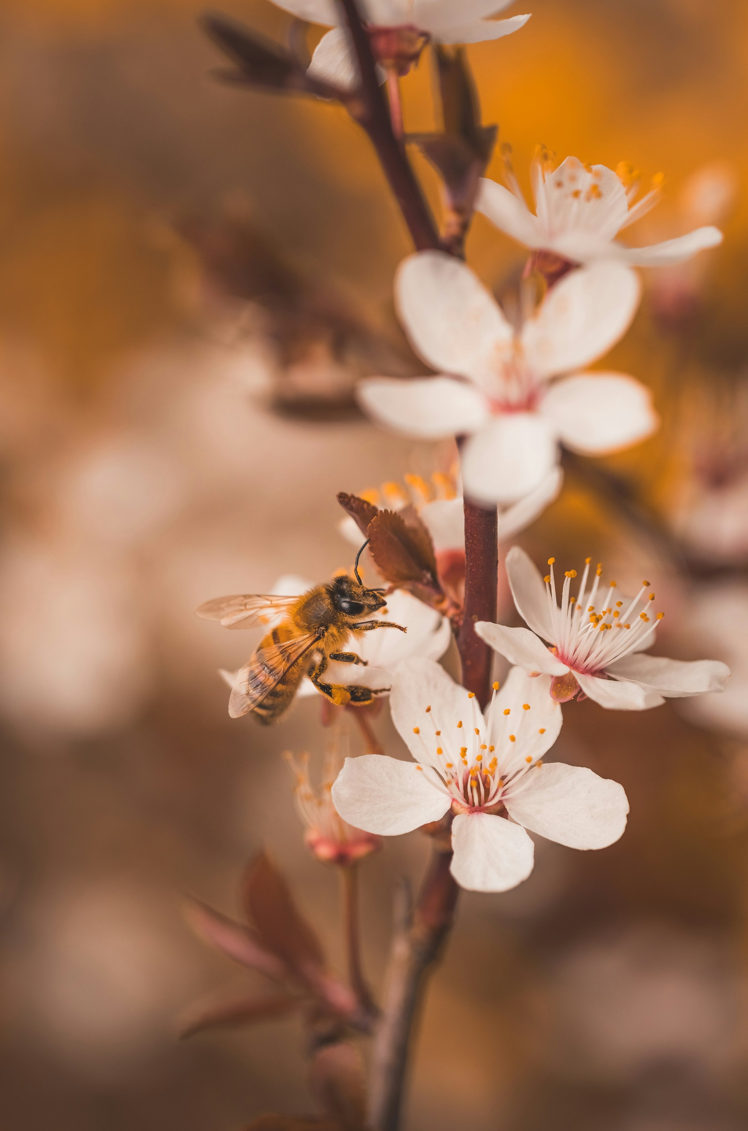 A close-up of a bee collecting nectar from white blossoms on a flowering tree branch, with a blurred warm background.
