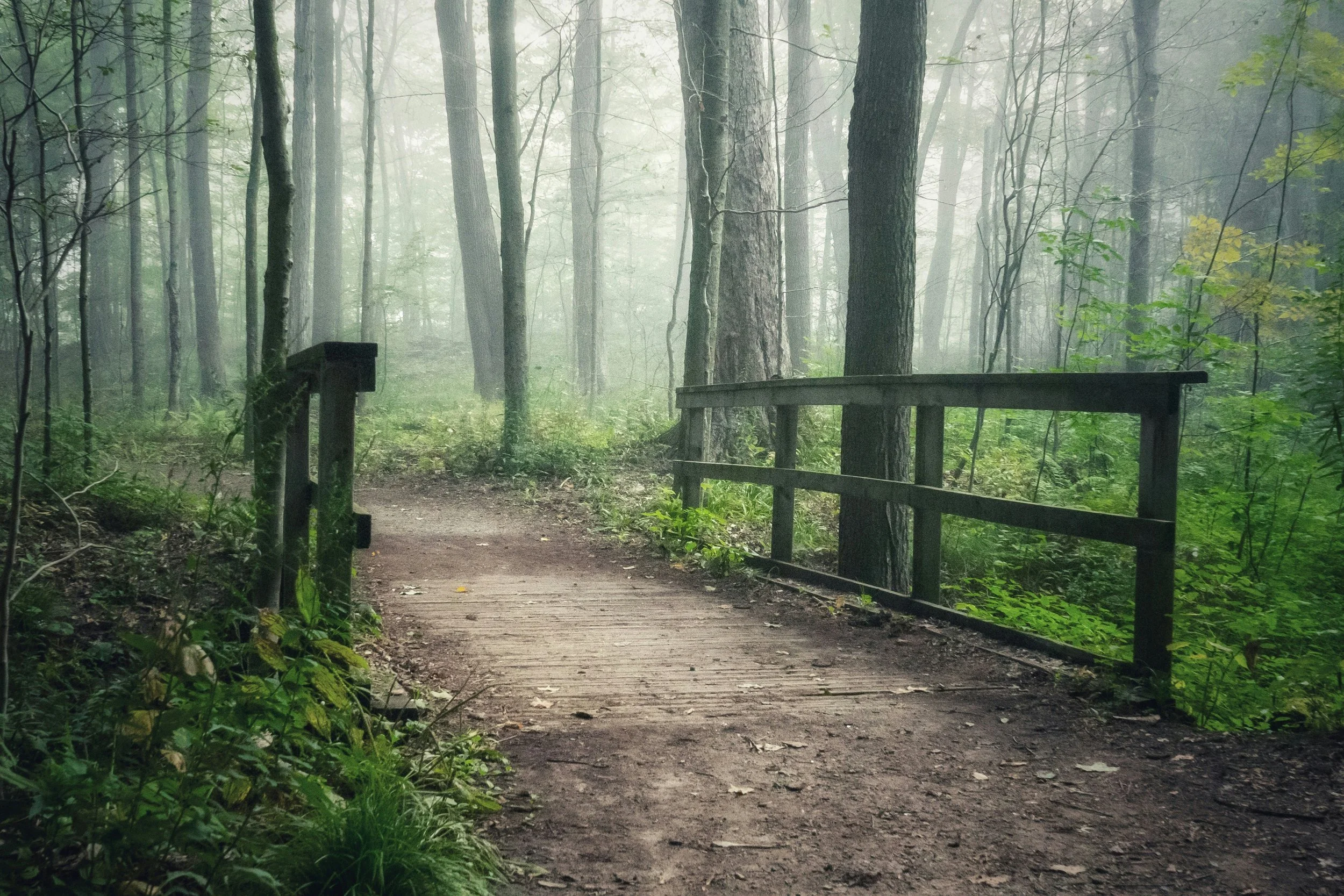 A foggy forest trail with tall trees and green foliage on either side, a small wooden bridge crossing a shallow creek or pathway.