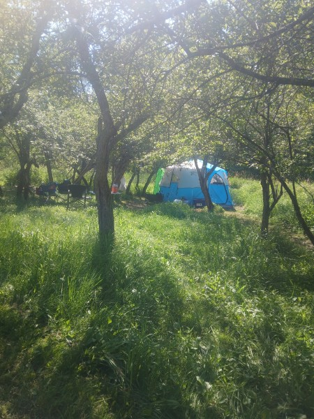 A camping scene with a blue tent set up among trees in a grassy area, with camping chairs nearby and sunlight filtering through the leaves.