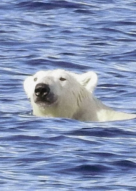 Polarbear10.jpg