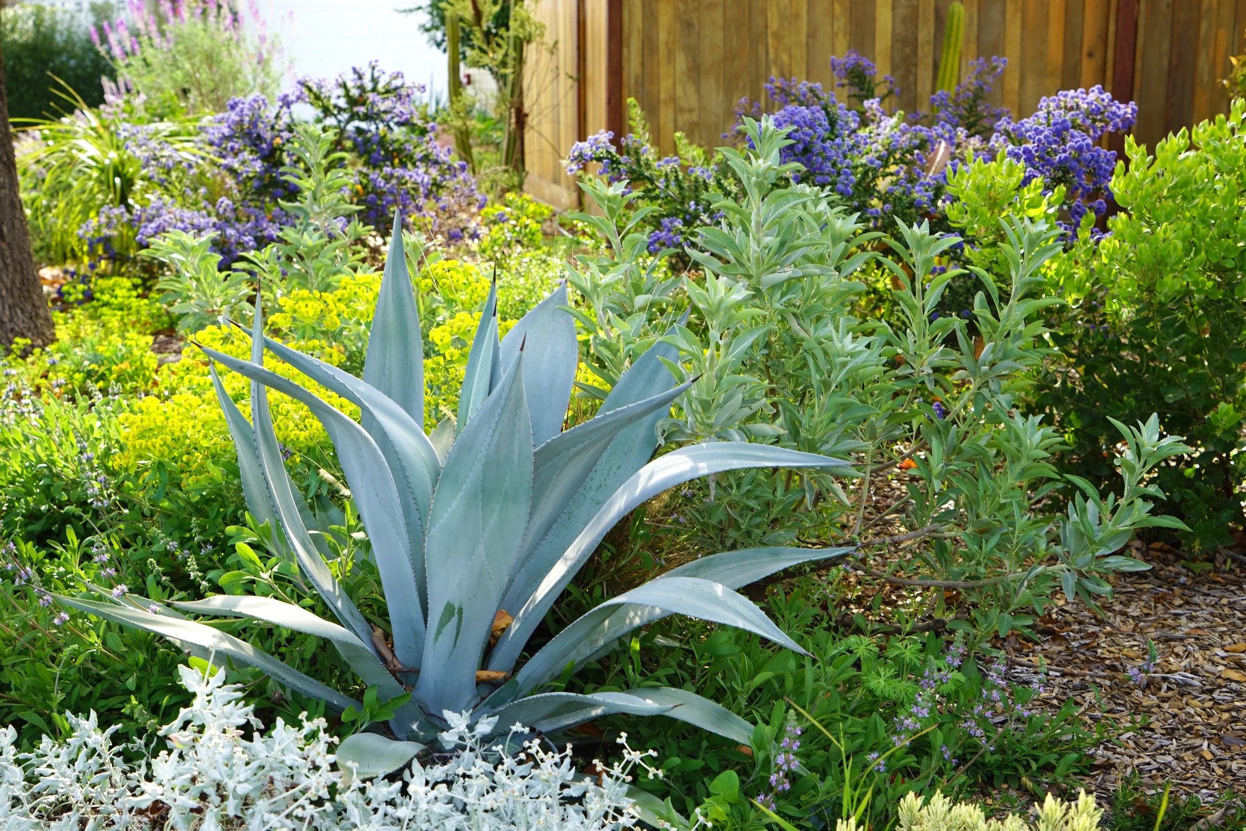 Lawn Conversion Design