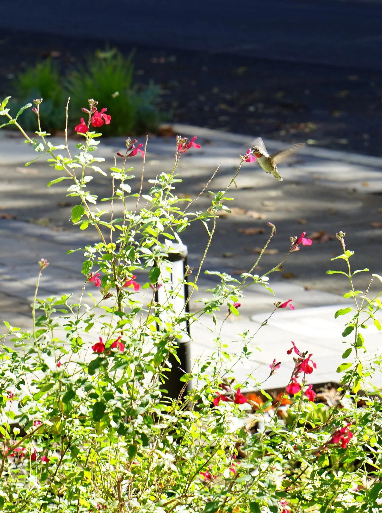 Hummingbird feeding from a pink flower on a bush in a garden
