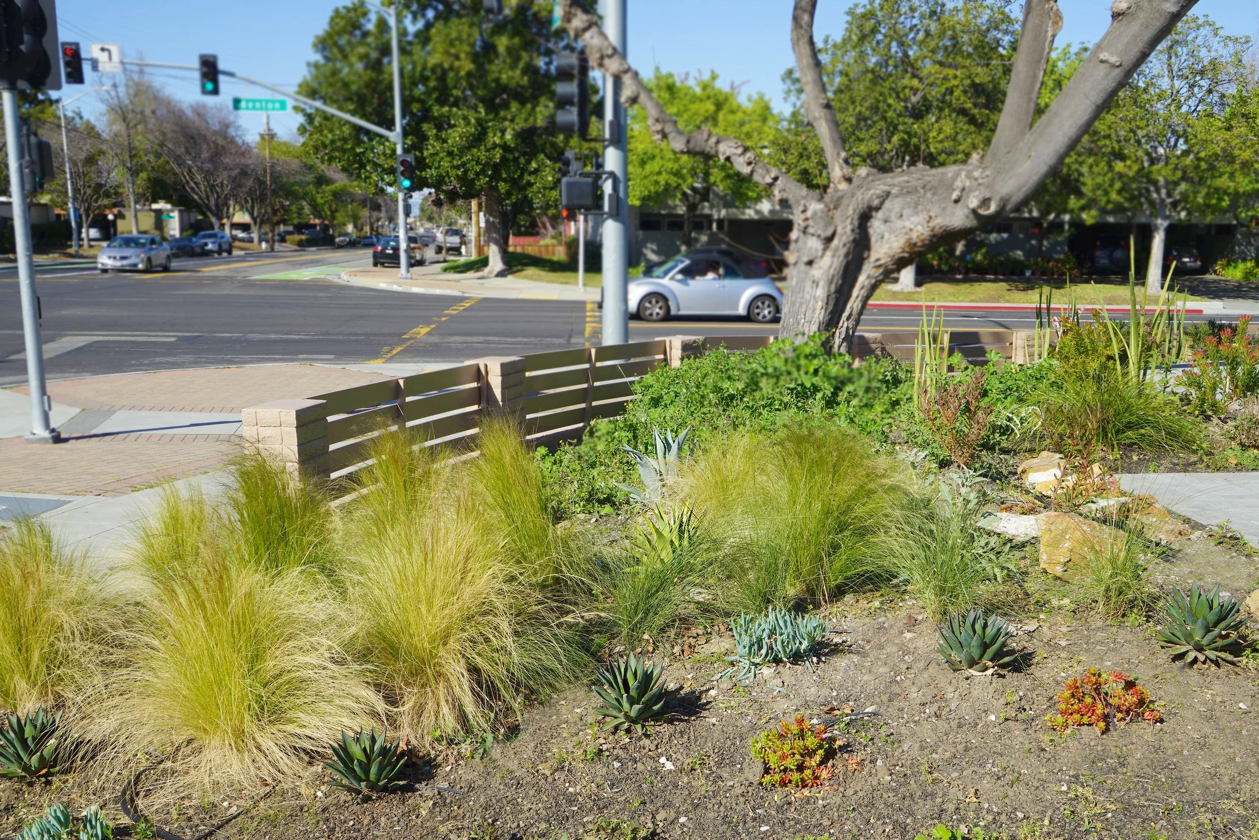 City street intersection with traffic lights, cars, a tree, and a landscaped yard featuring grass, succulents, and small plants.