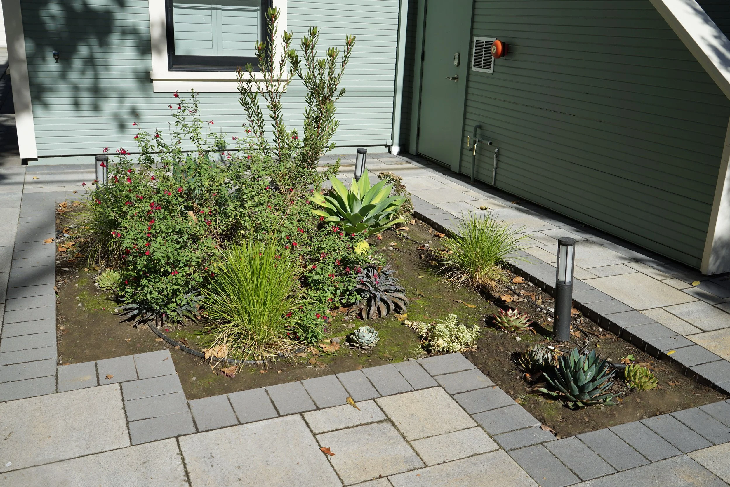 A small landscaped garden with various plants, including succulents and grasses, surrounded by paved walkway and steps, next to a green building with a door and window.