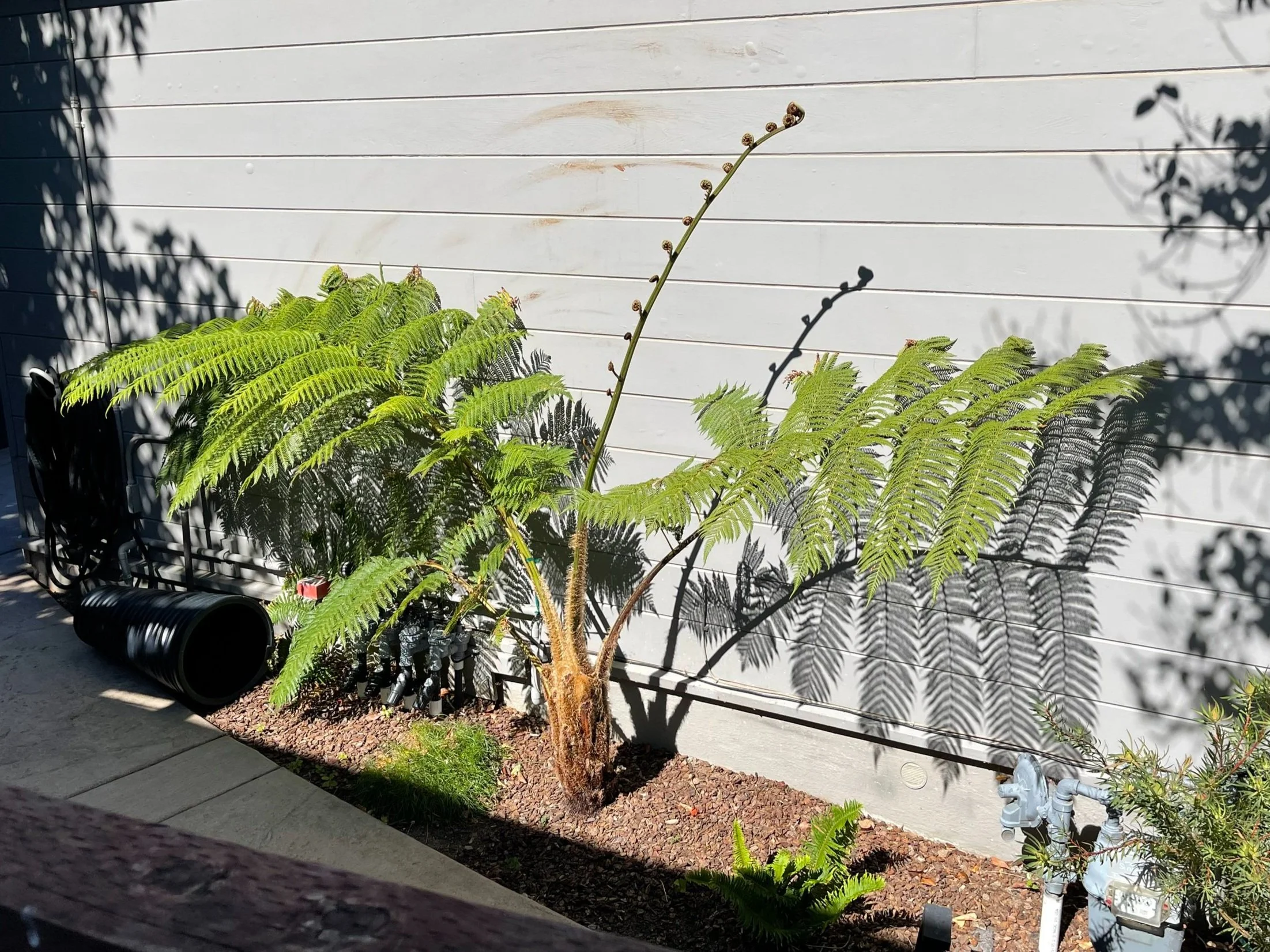 A large fern with multiple fronds growing in a garden bed against a white wooden wall, with shadows of other plants cast on the wall.