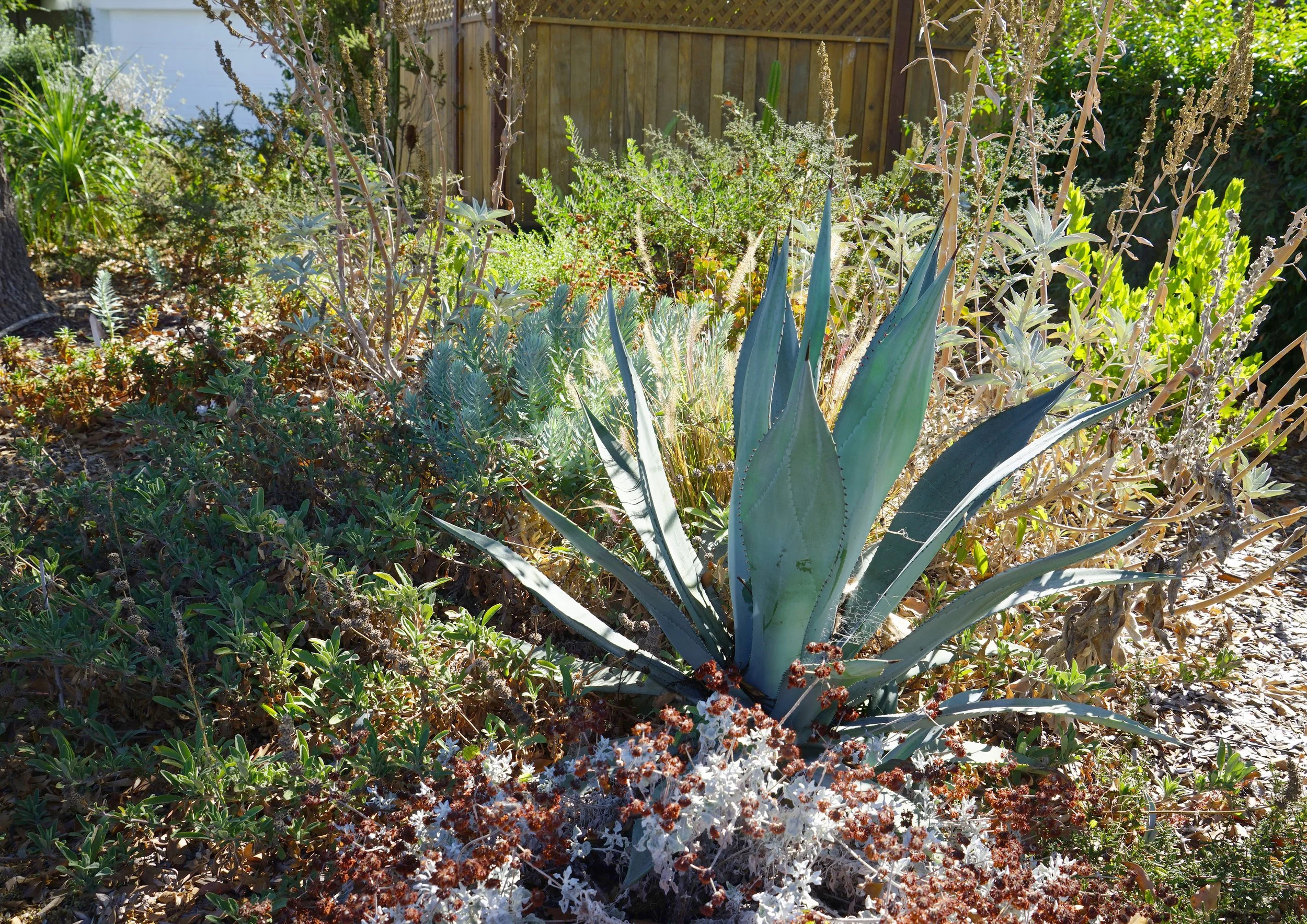 CA Native Plants Garden