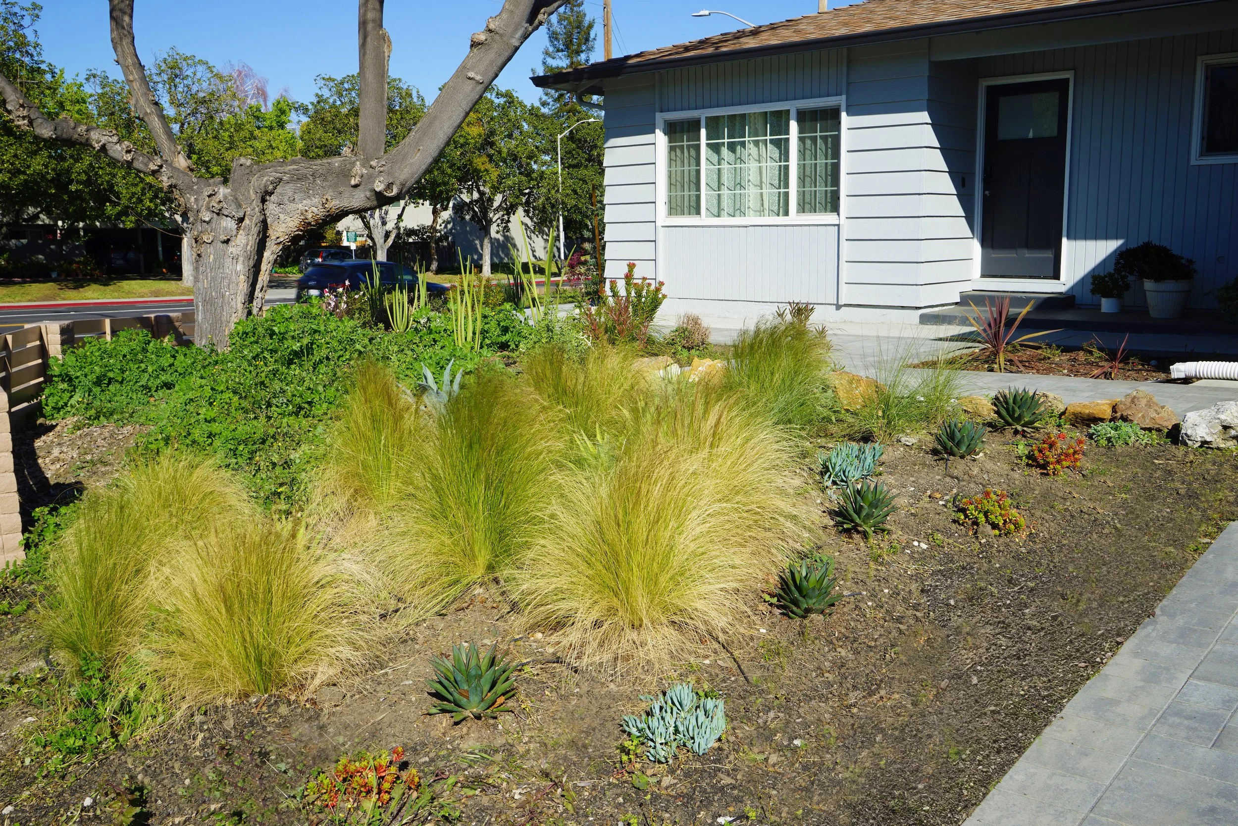 A front yard garden with tall ornamental grasses, succulents, and other plants, with a house in the background and a large tree on the left.