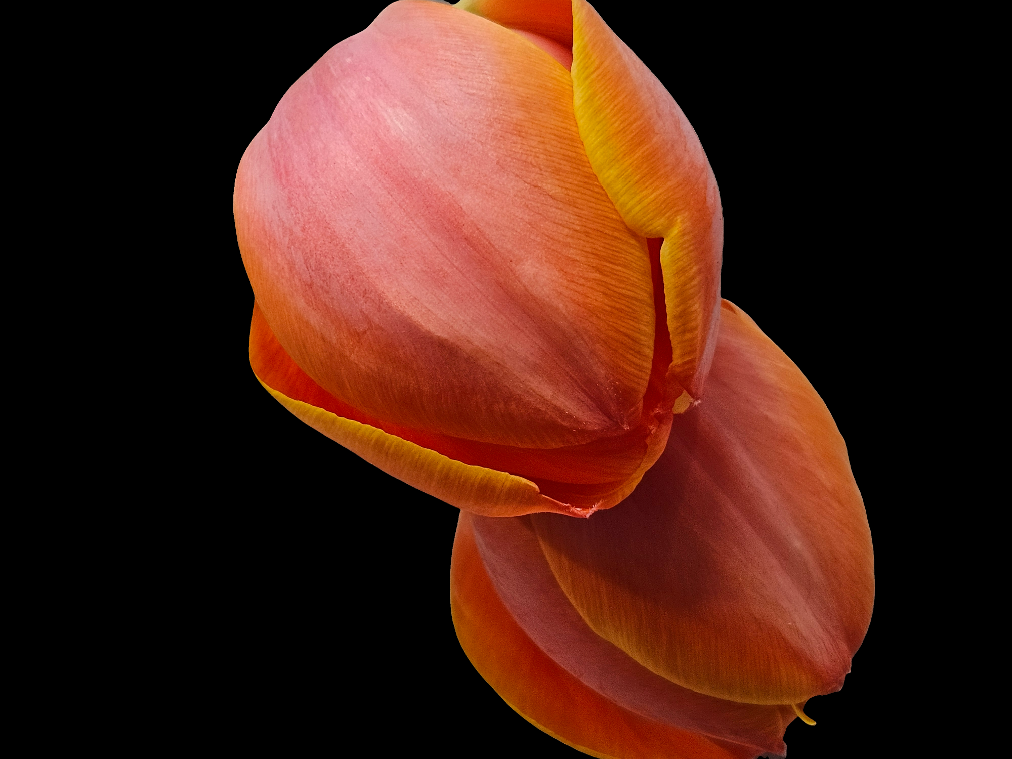 tulip.png