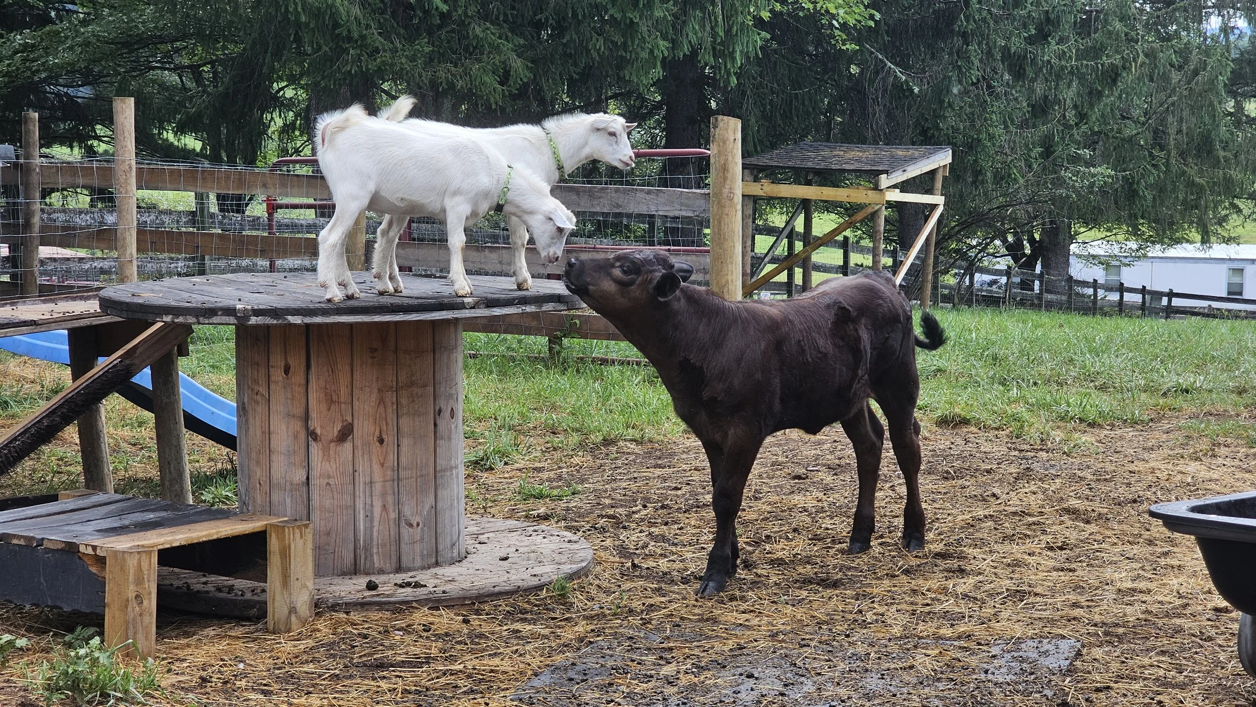 Randy & Toby playing with Imogene