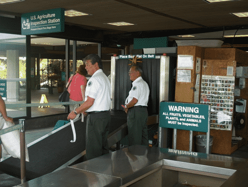 What can’t I bring home from Hawaii? 