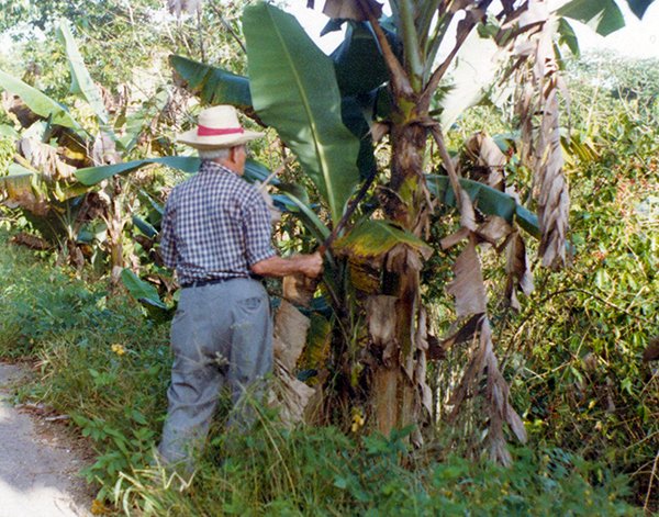 Papi Nunez on the Farm
