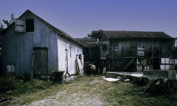 Nunez Coffee Farm in Fronton, PR