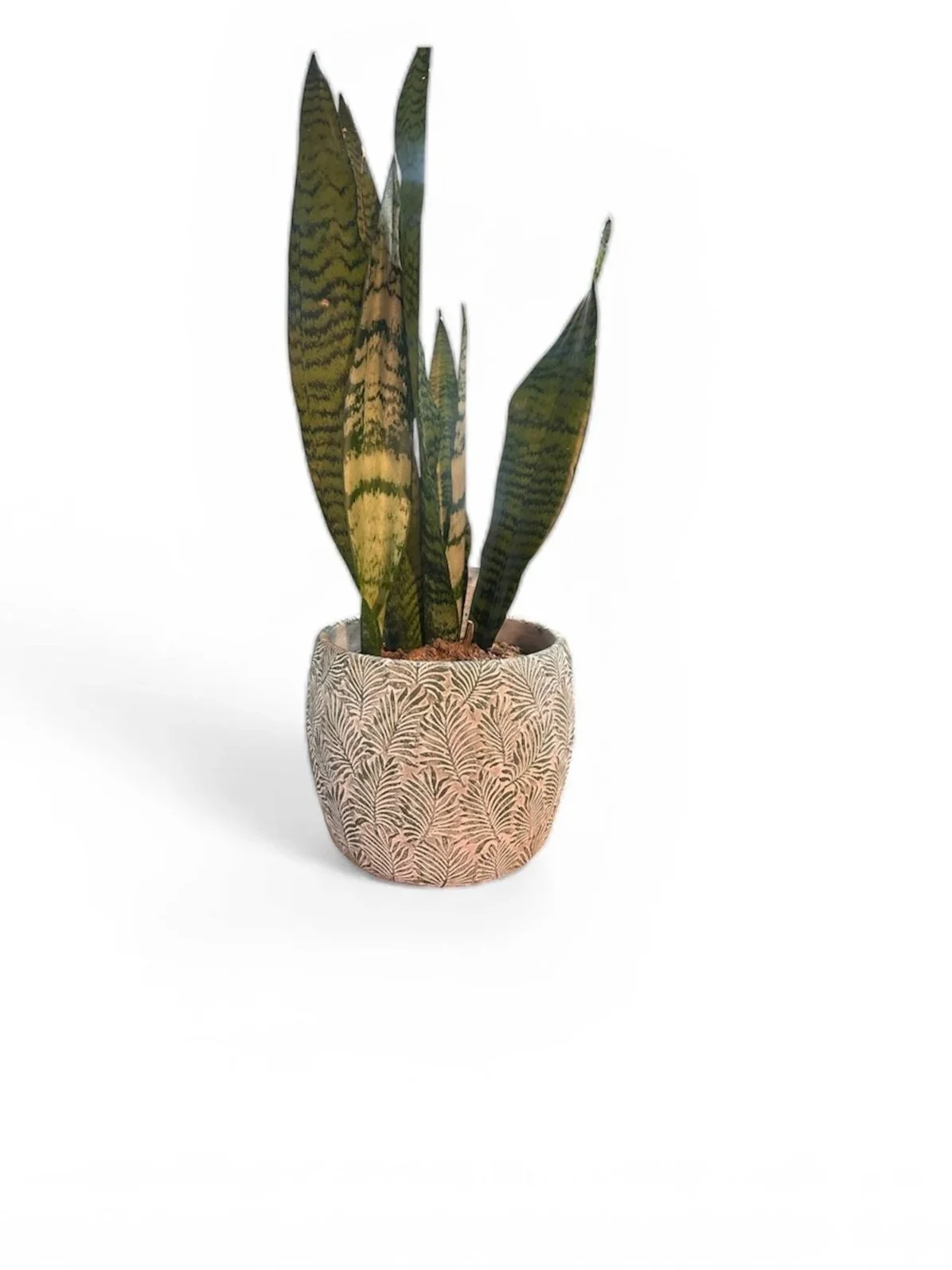 gift-ready-snake-houseplant-calgary-house-plant-urban-plants.jpg