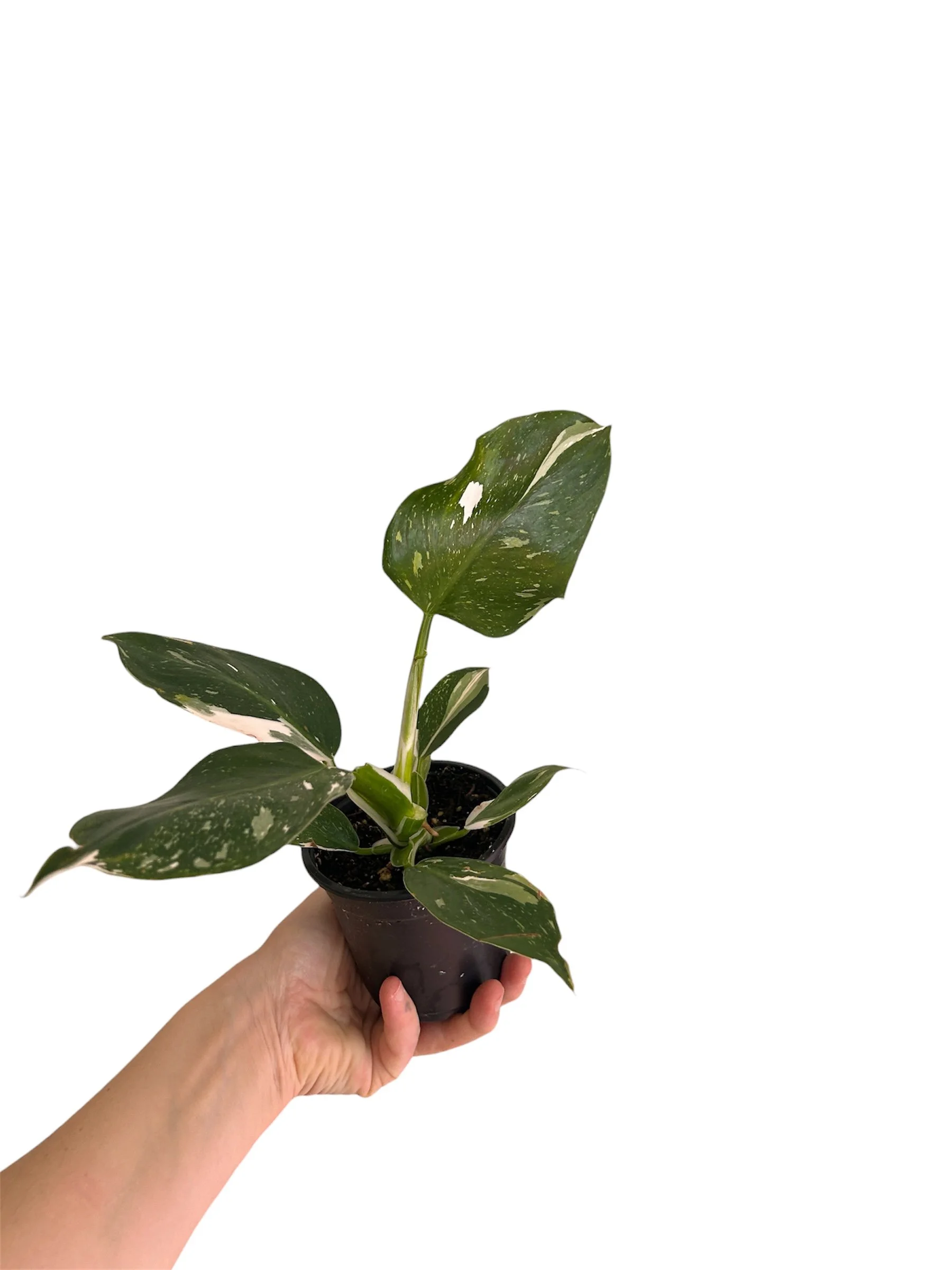 Philodendron White Wizard – 4” Easy-Care Plant in Plastic Nursery Pot