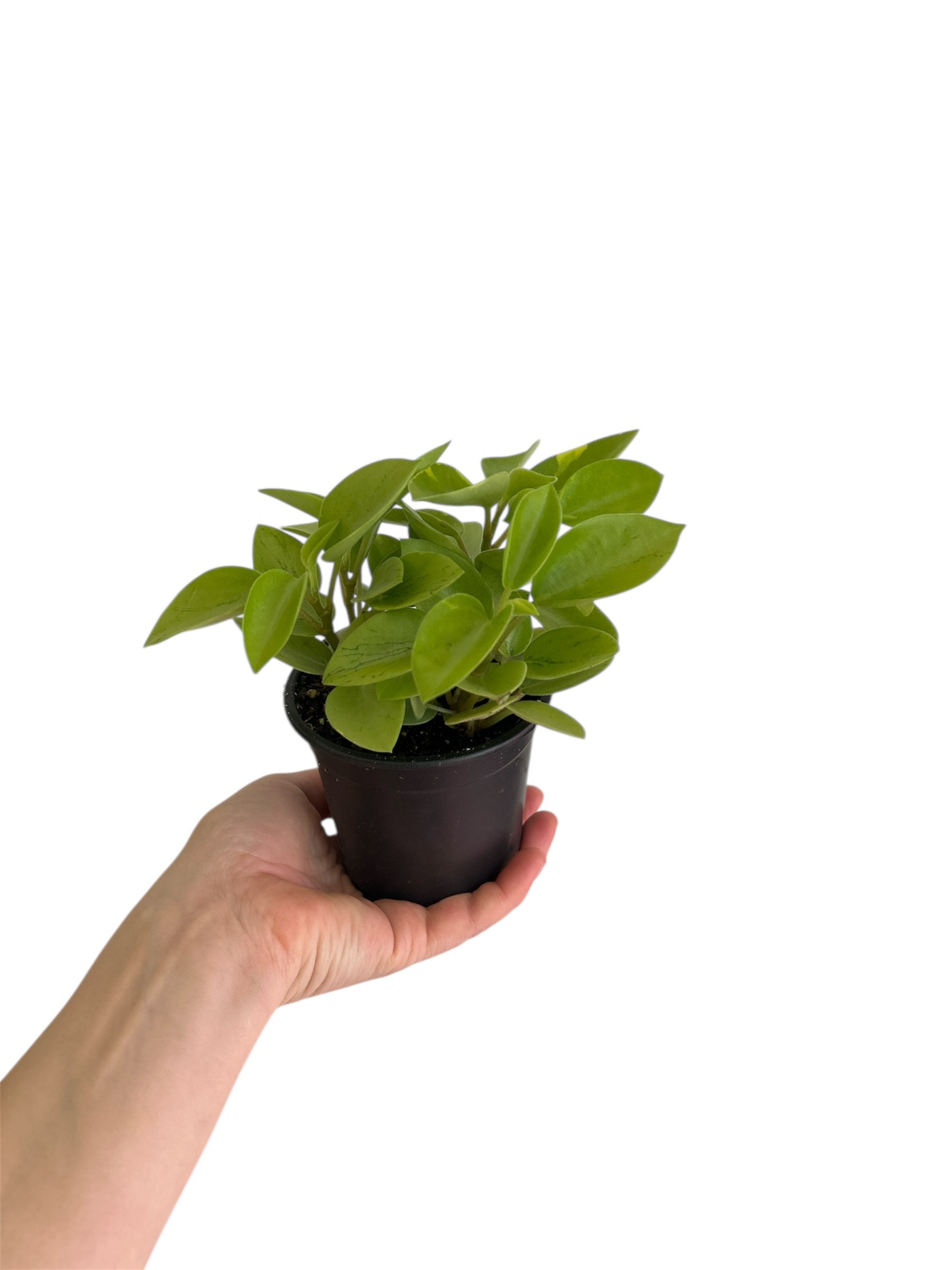 Pixie Peperomia– 4” Easy-Care House Plant