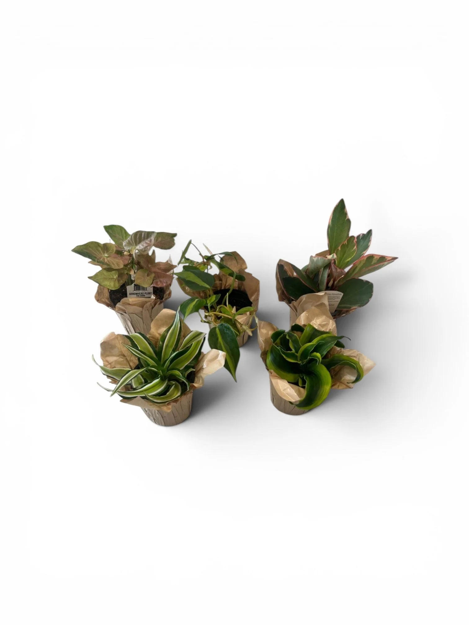 Easy Care Low Light Indoor House Plants Bundle - 5 Houseplants