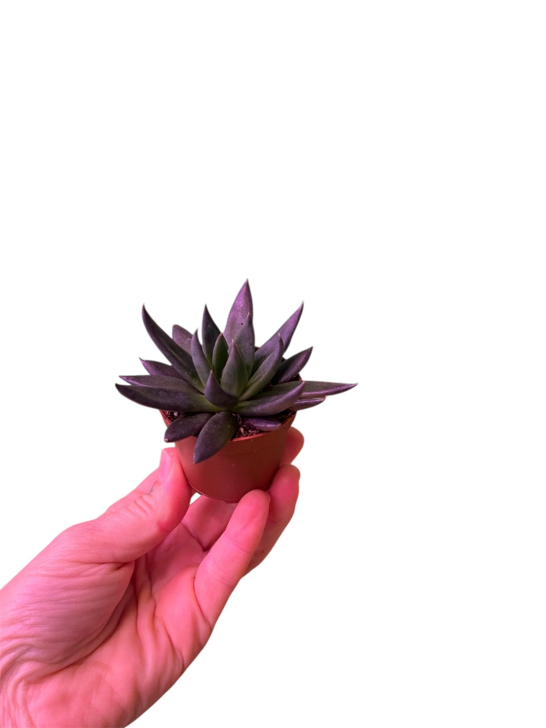 Succulent - Dark Green – 2.25” Easy-Care Plant in Plastic Nursery Pot