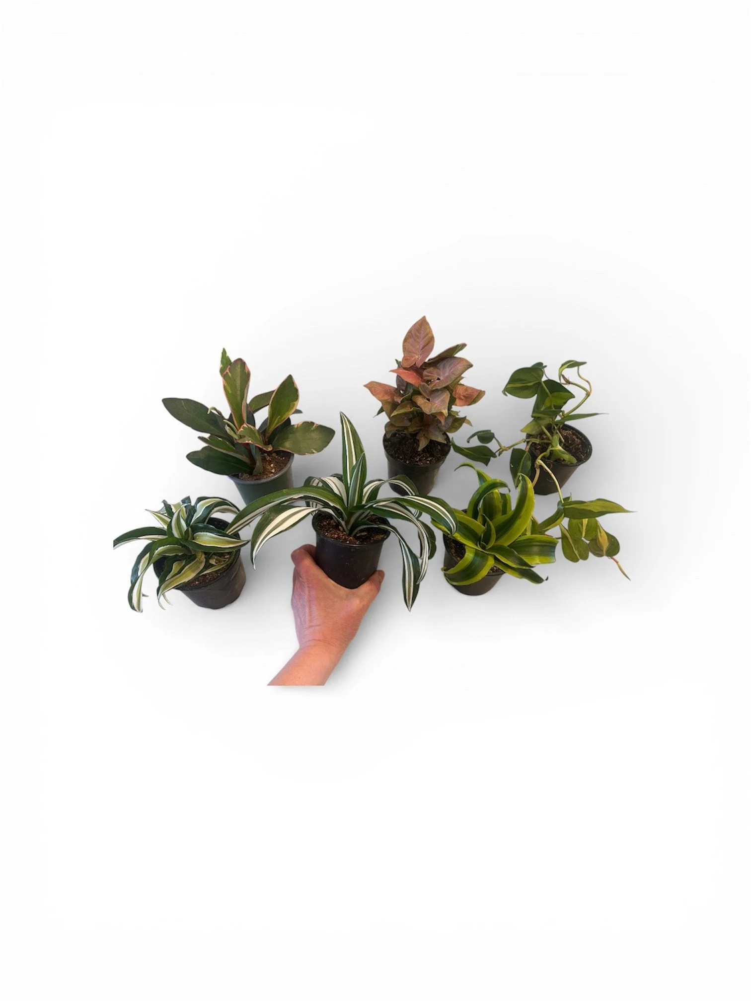 house-plant-office-easy-care-plants-calgary-indoor-houseplant-bundle.jpg