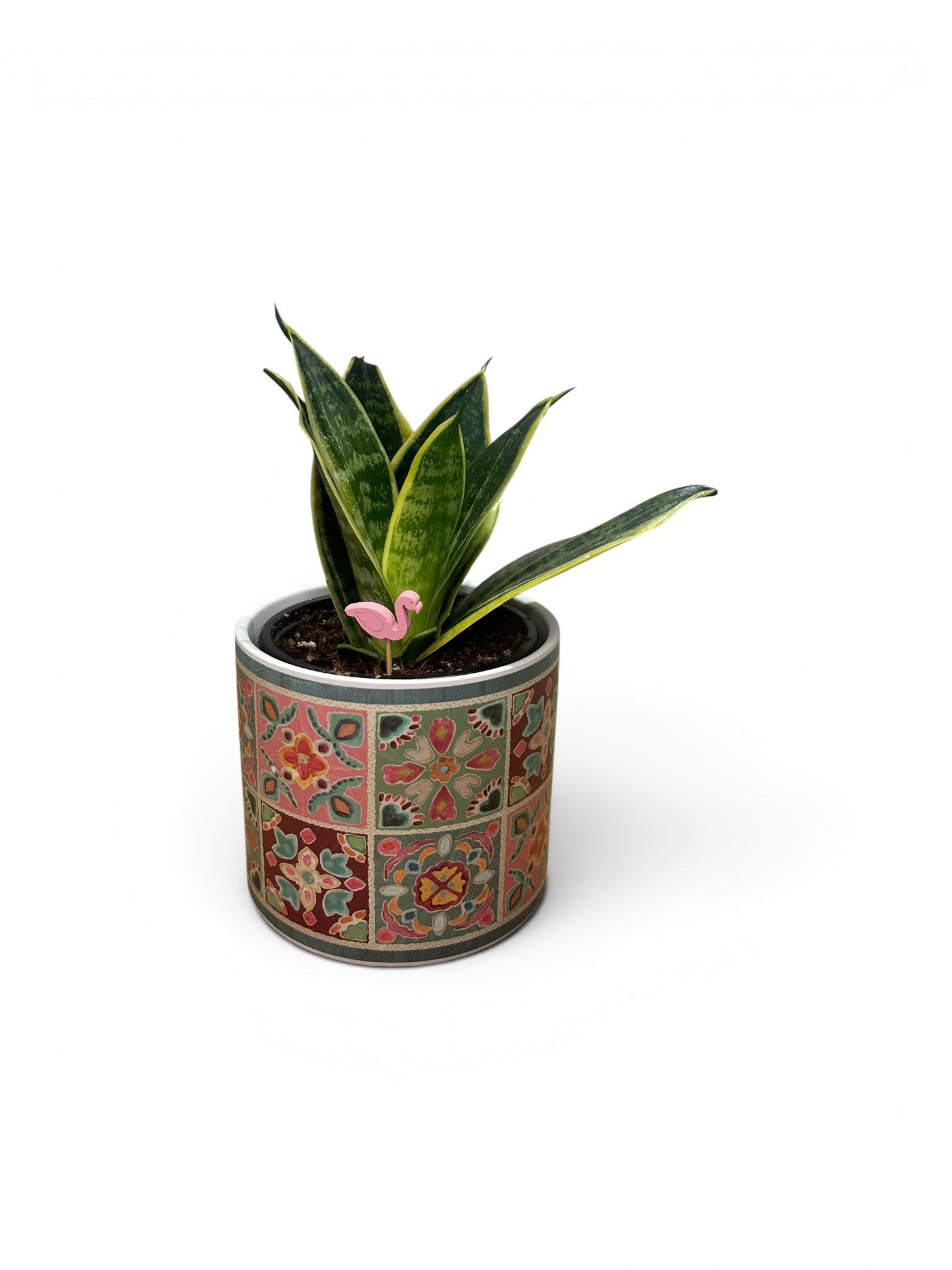 Gift Ready Indoor Plant in Ceramic Pot - Pet Friendly  Calgary (Tile Design)