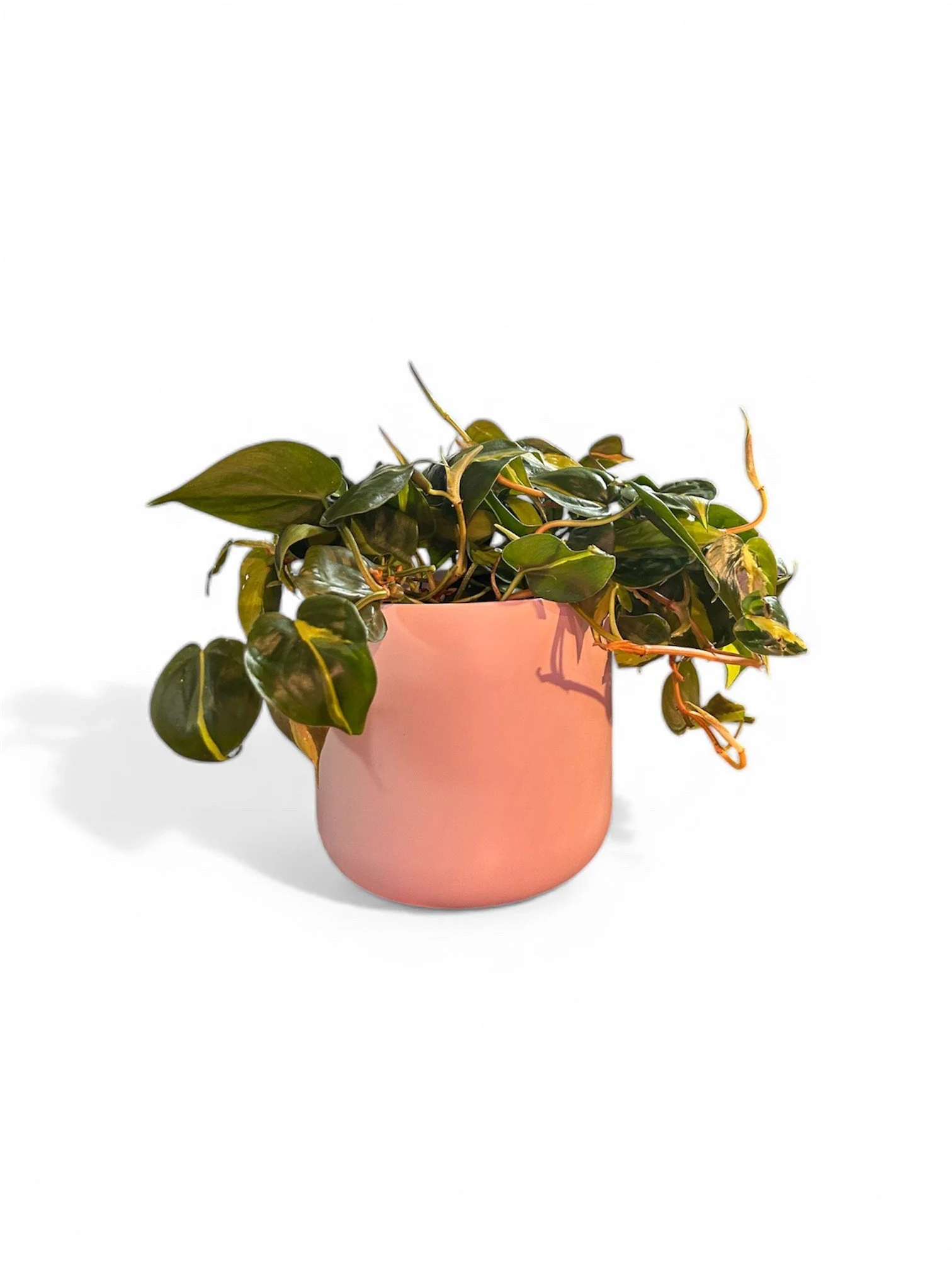 Gift Ready Indoor Plant in Ceramic Pot - Calgary Delivery (Brasil in Pink Pot)