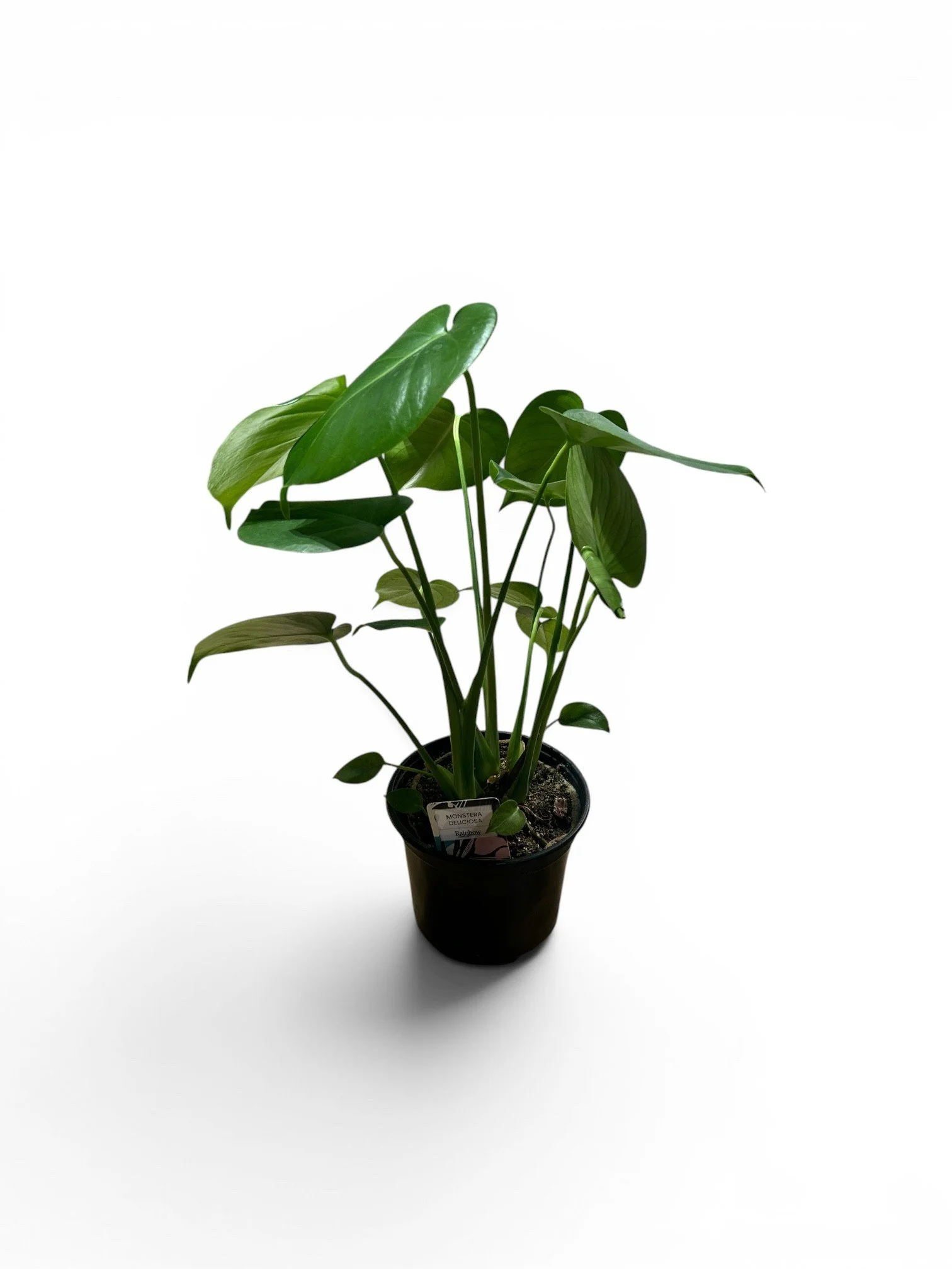 monstera- tree-tropical-indoor-easy-care-house-plant-office-desk-calgary-urbanplants.jpg